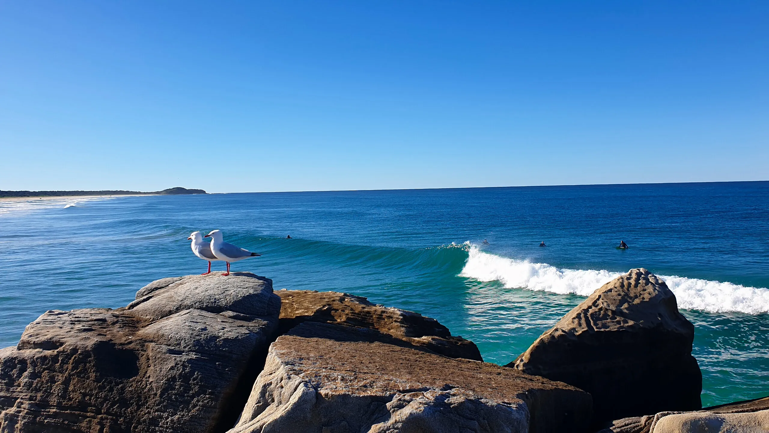 Seagulls at Iluka