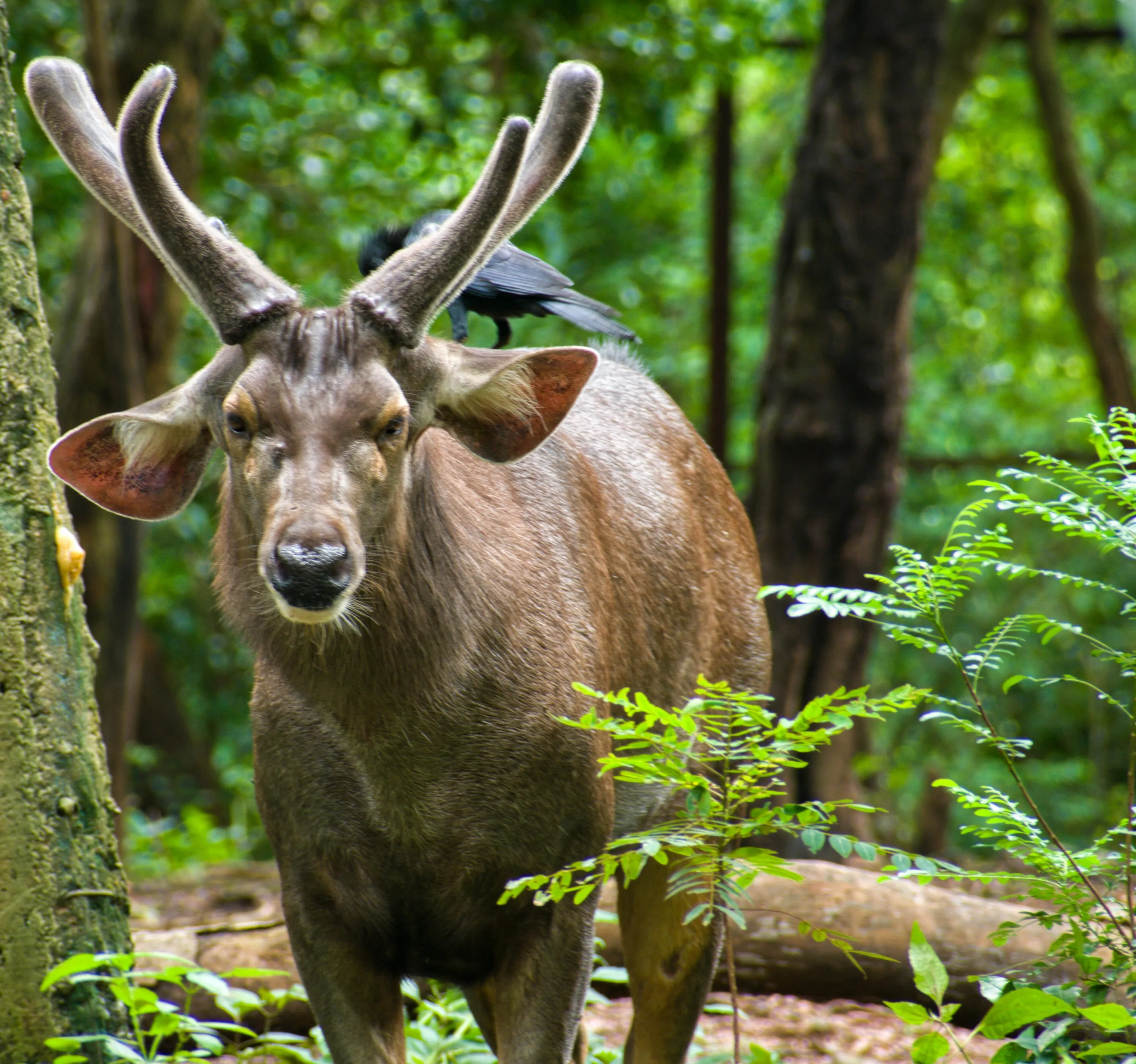 Deer and bird