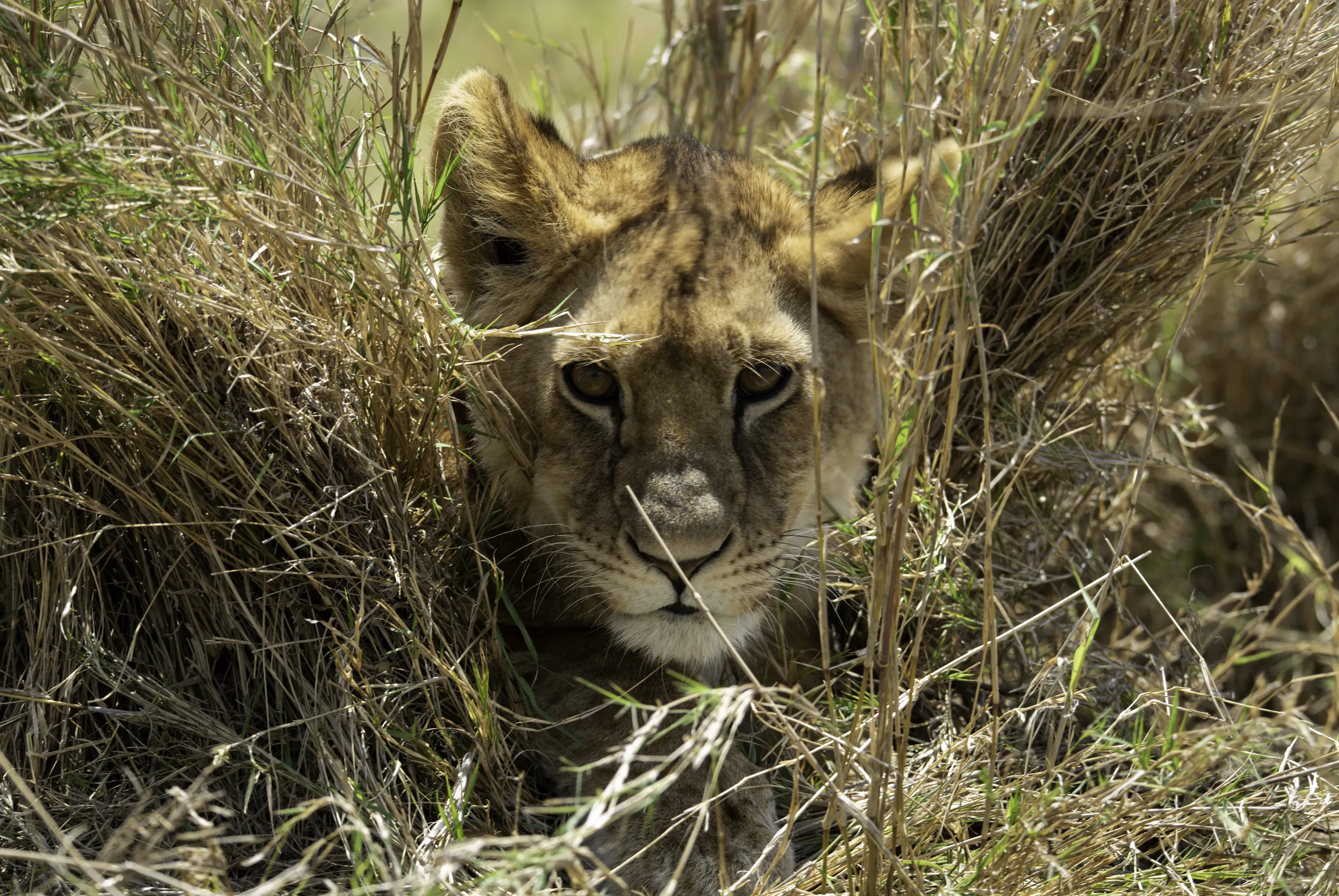Peeping Lion
