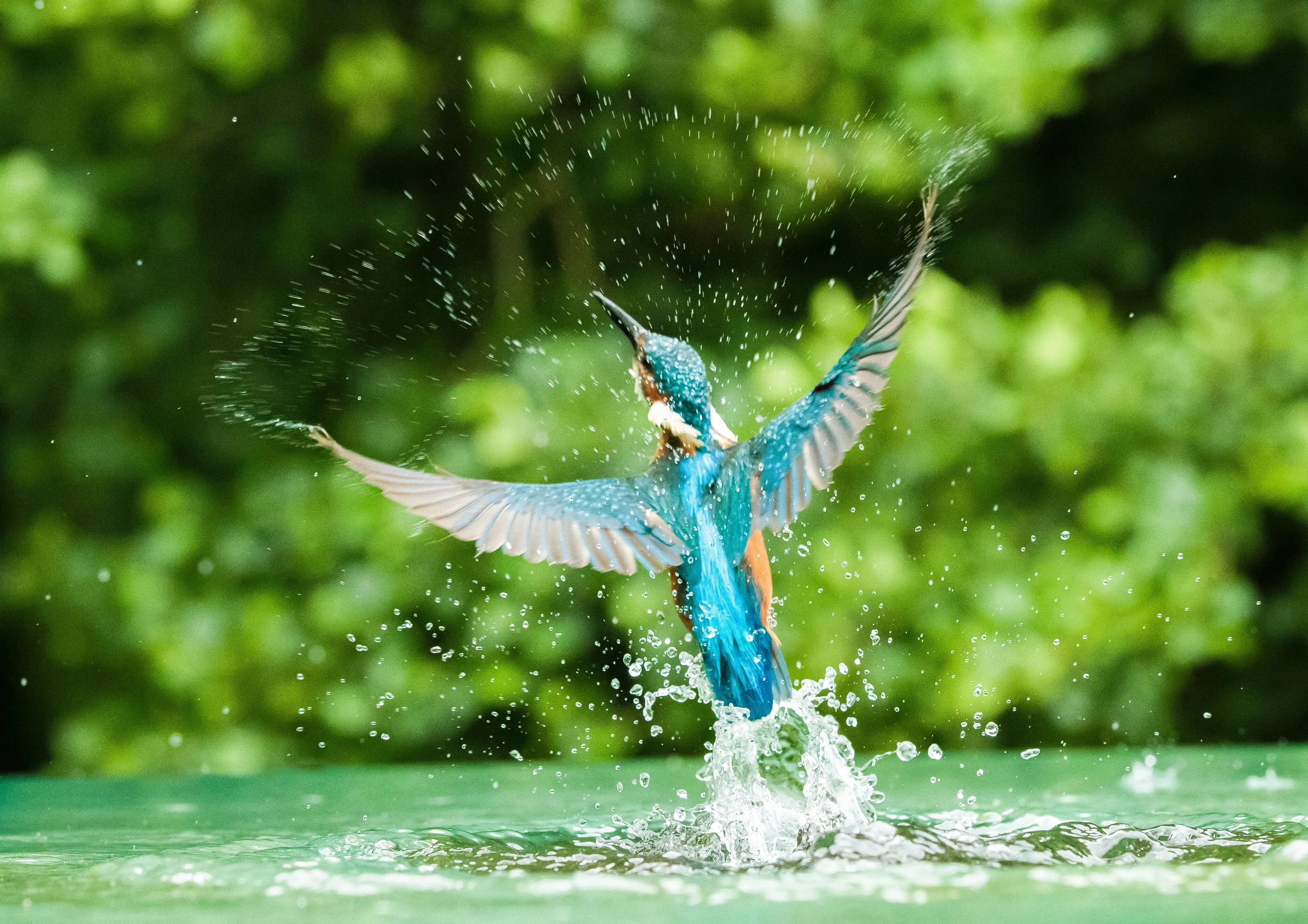 Kingfisher Angel