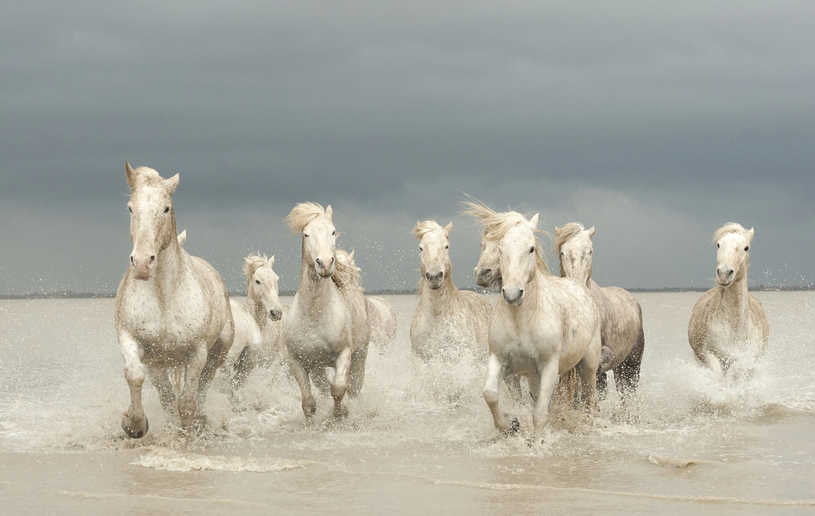 White Horses of The Camargue