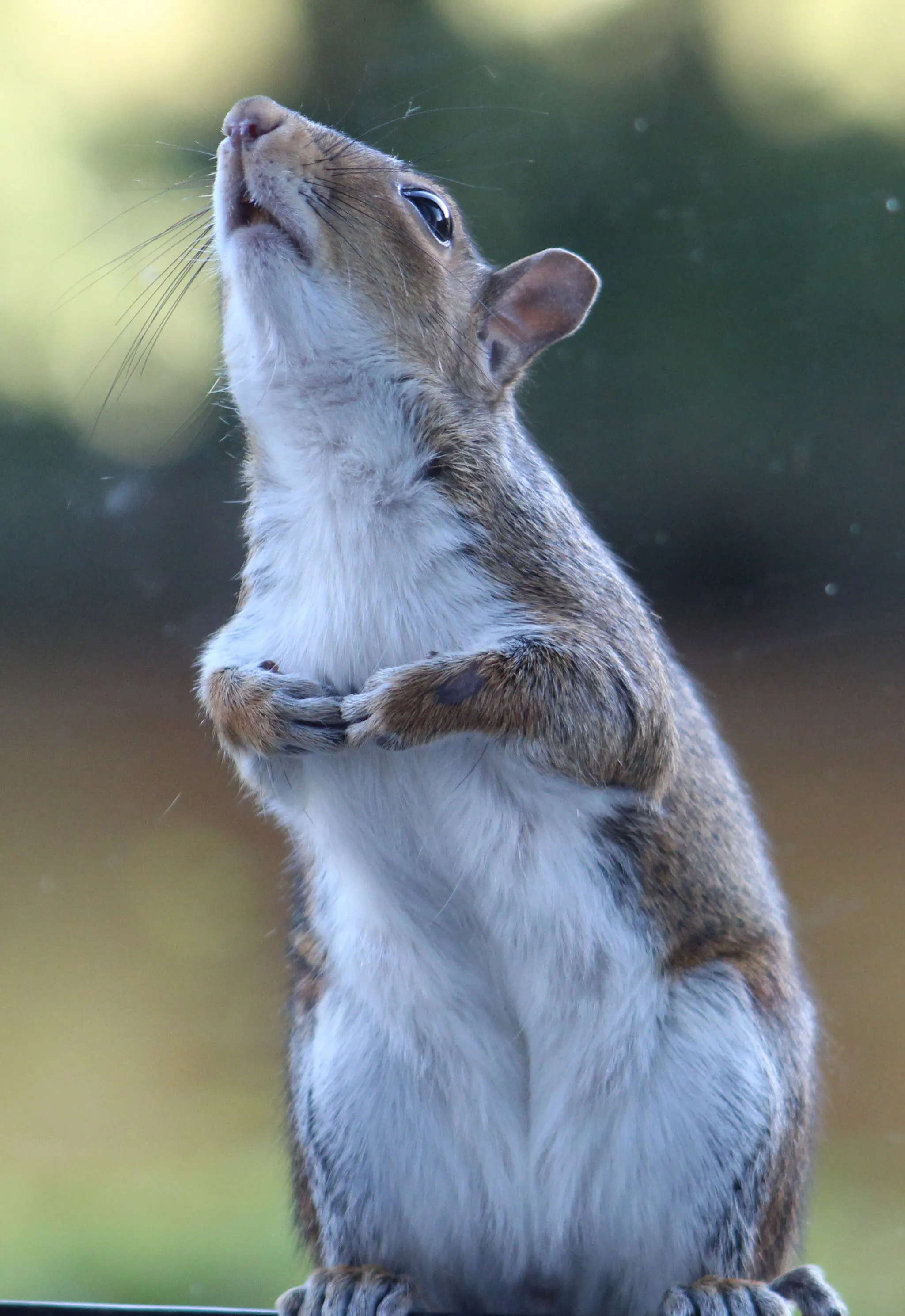 Cyril the squirrel