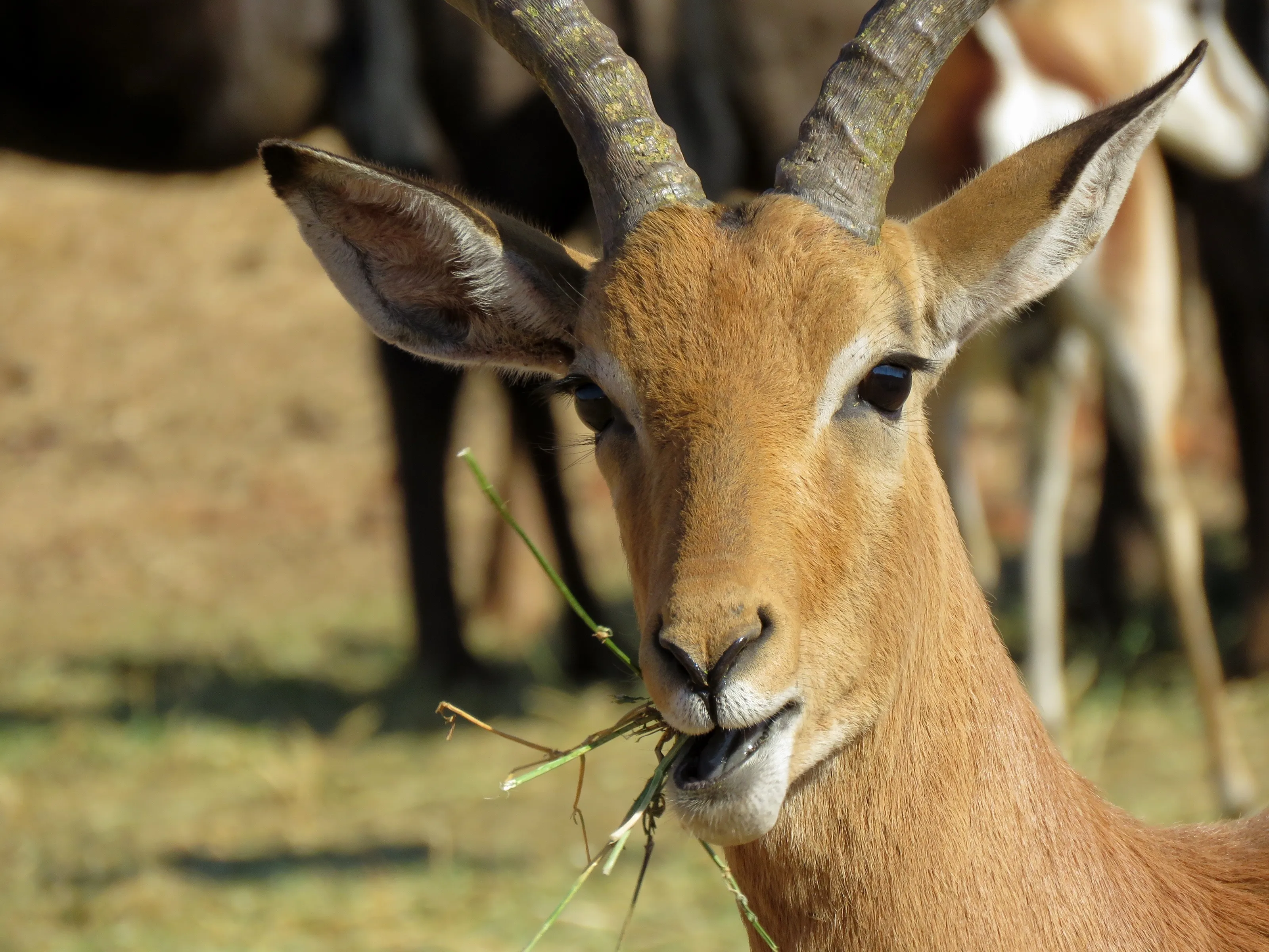 IMPALA