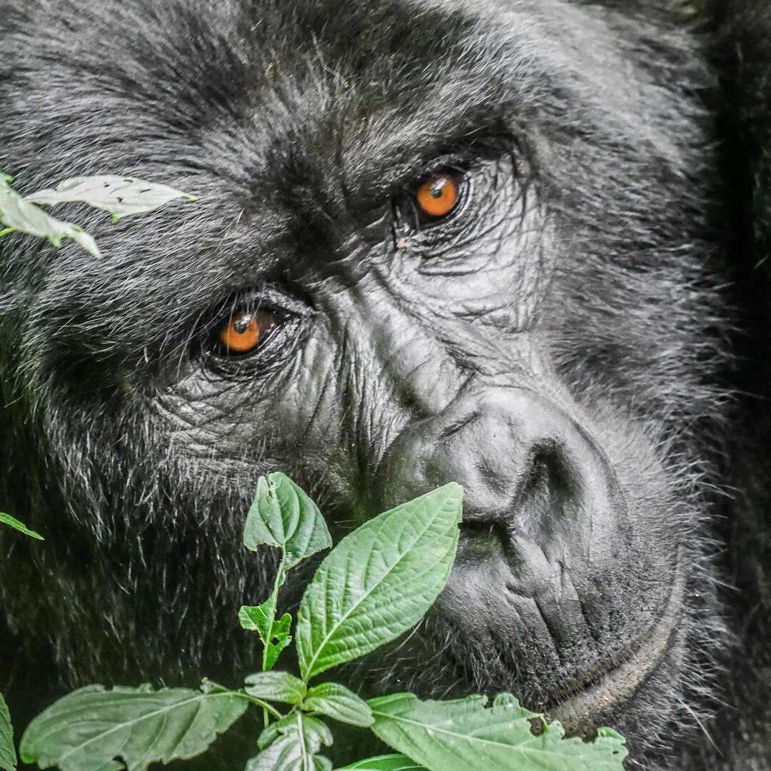 Gorilla