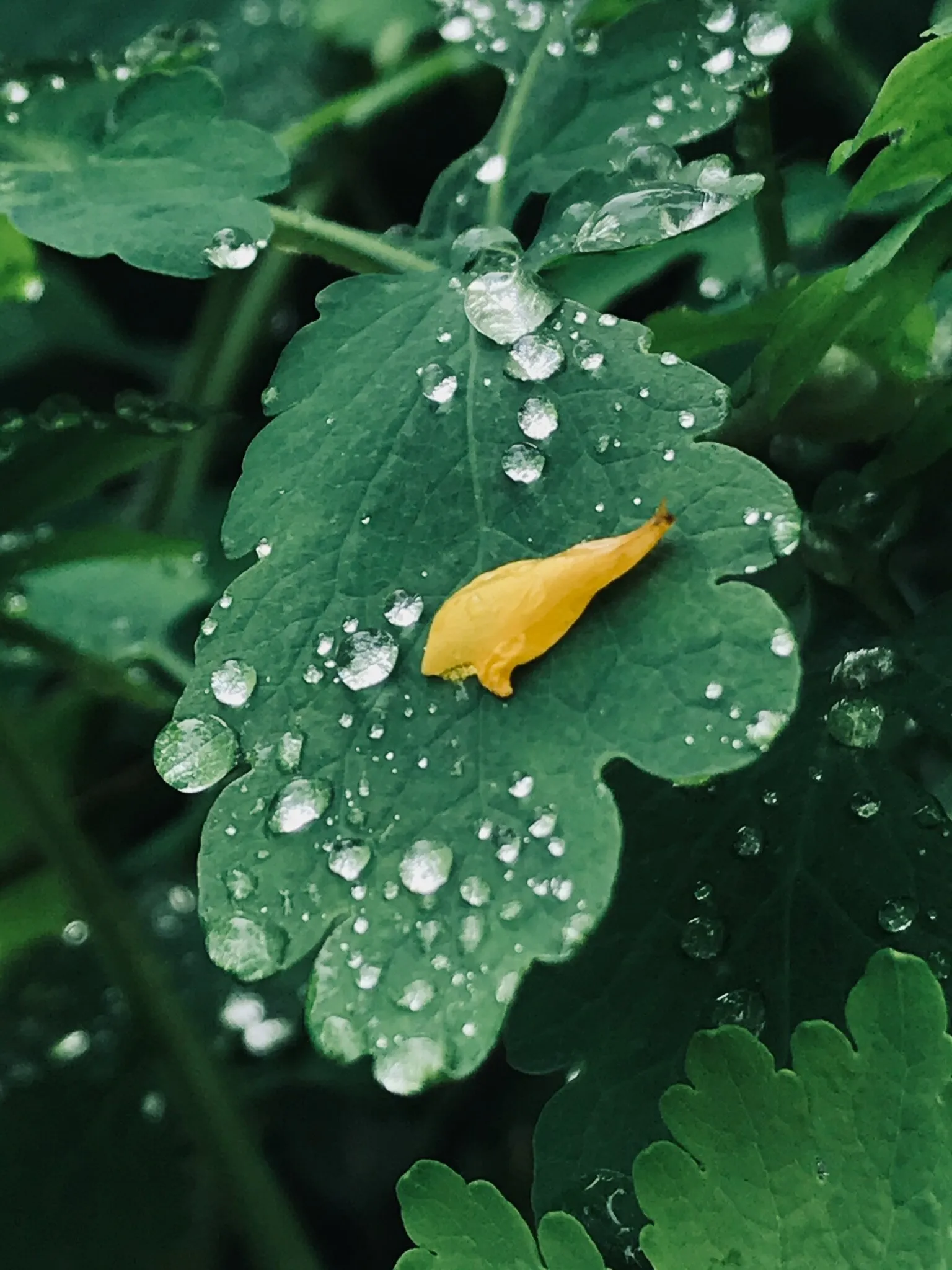 Leaf raindrops