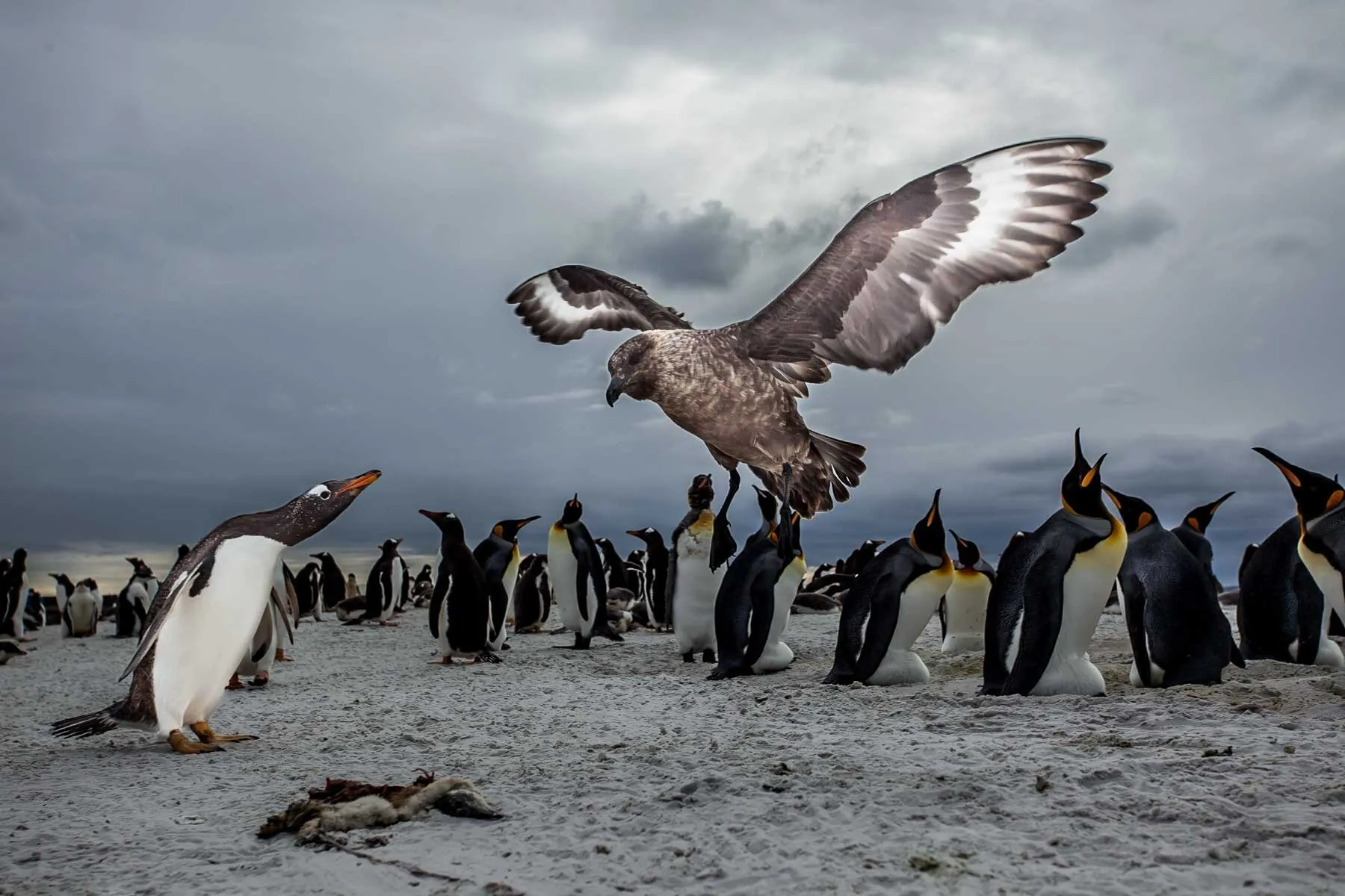 Skua and penguins