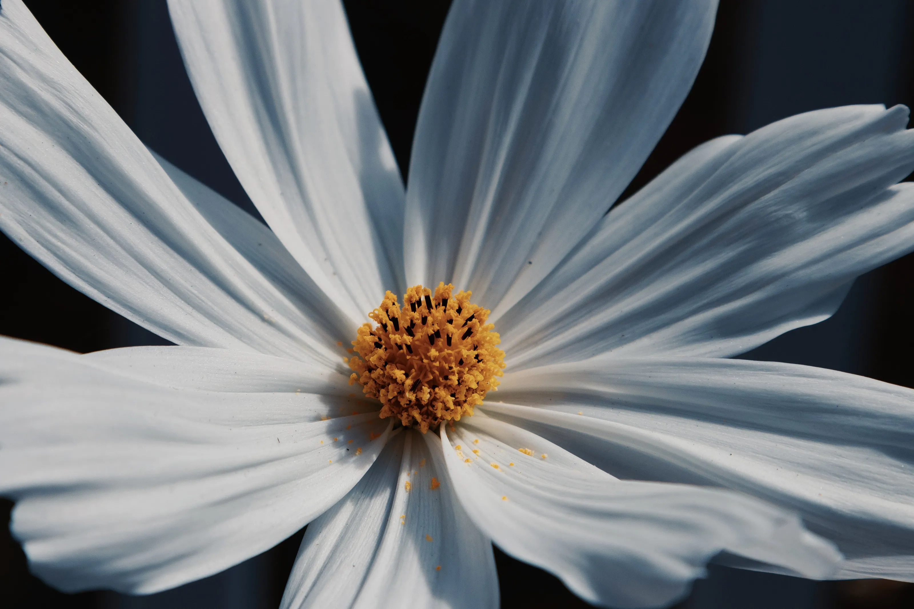 Garden’s Grace