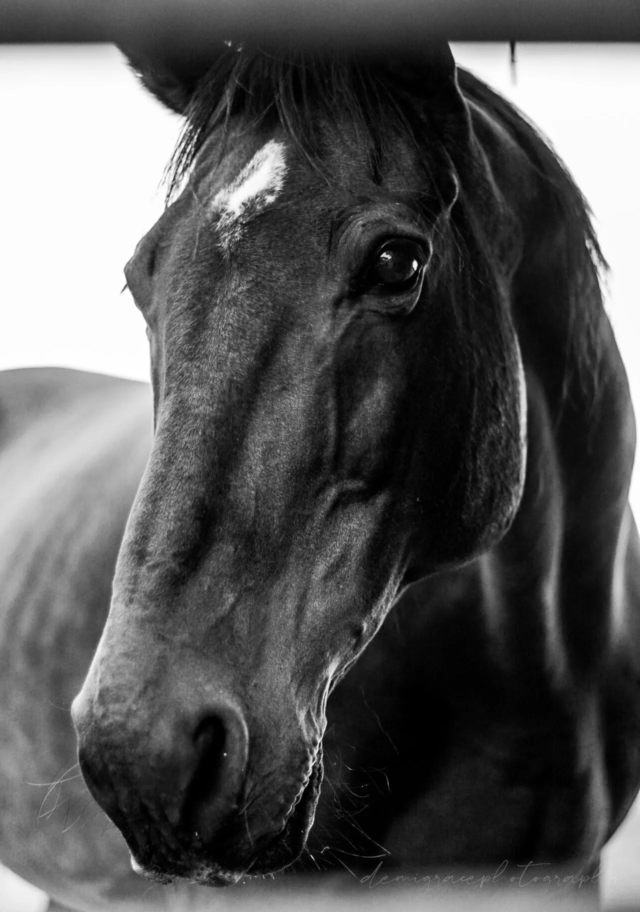 Black beauty