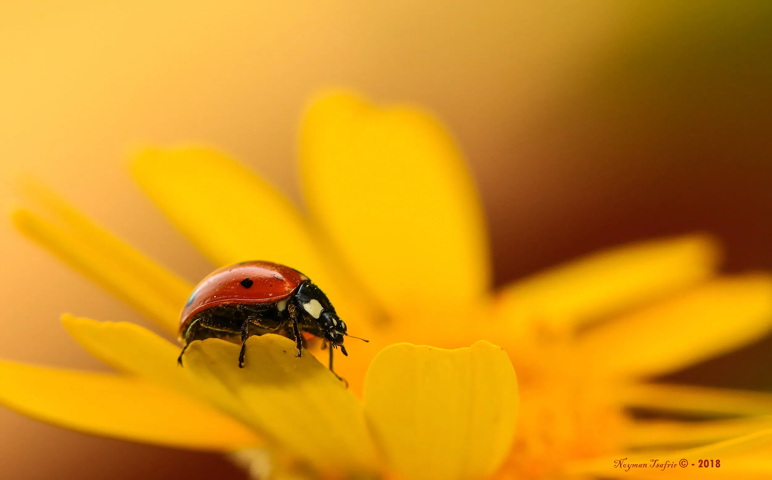Ladybird