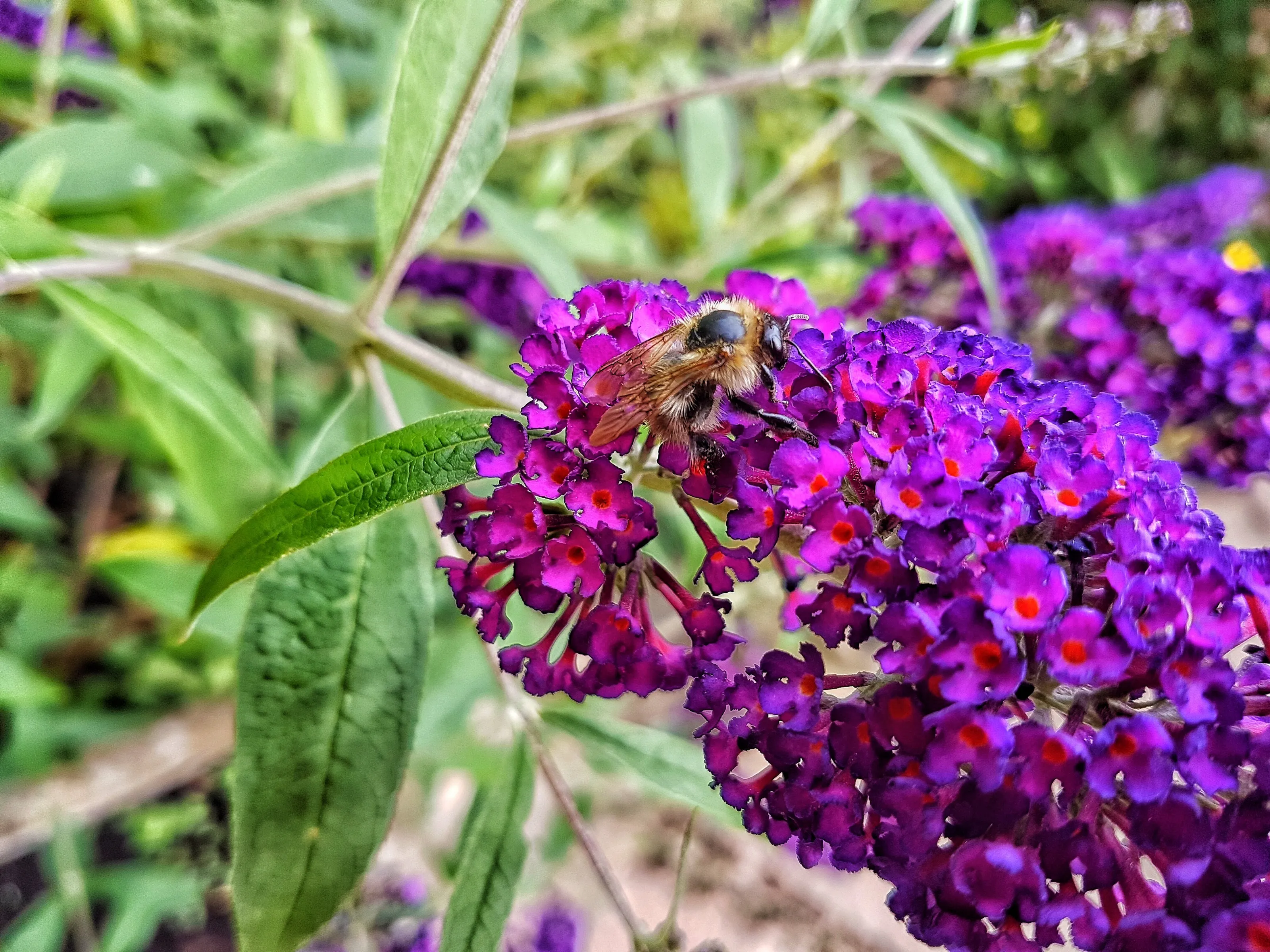 Gathering nectar