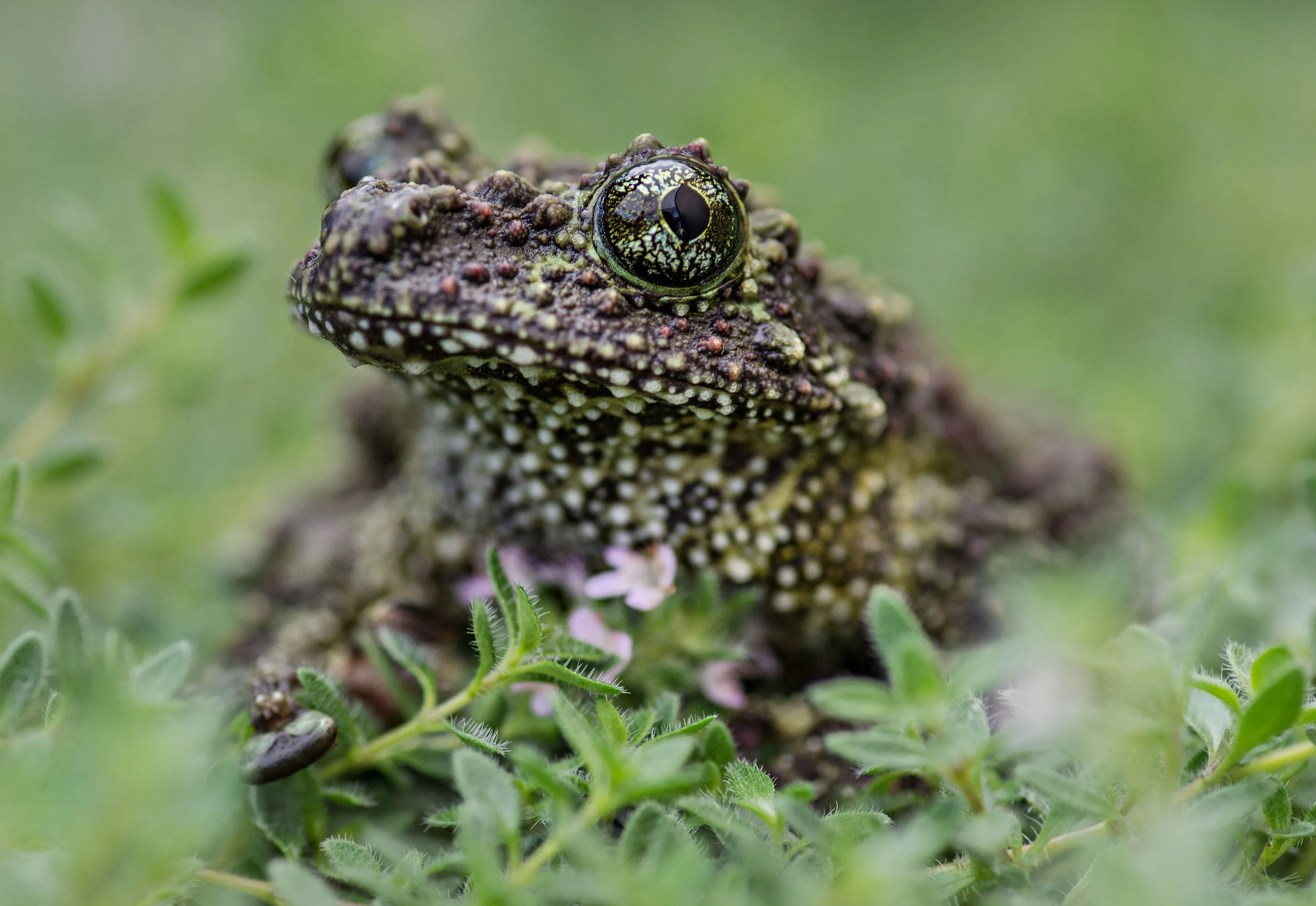 Vietnamese Tree Frog
