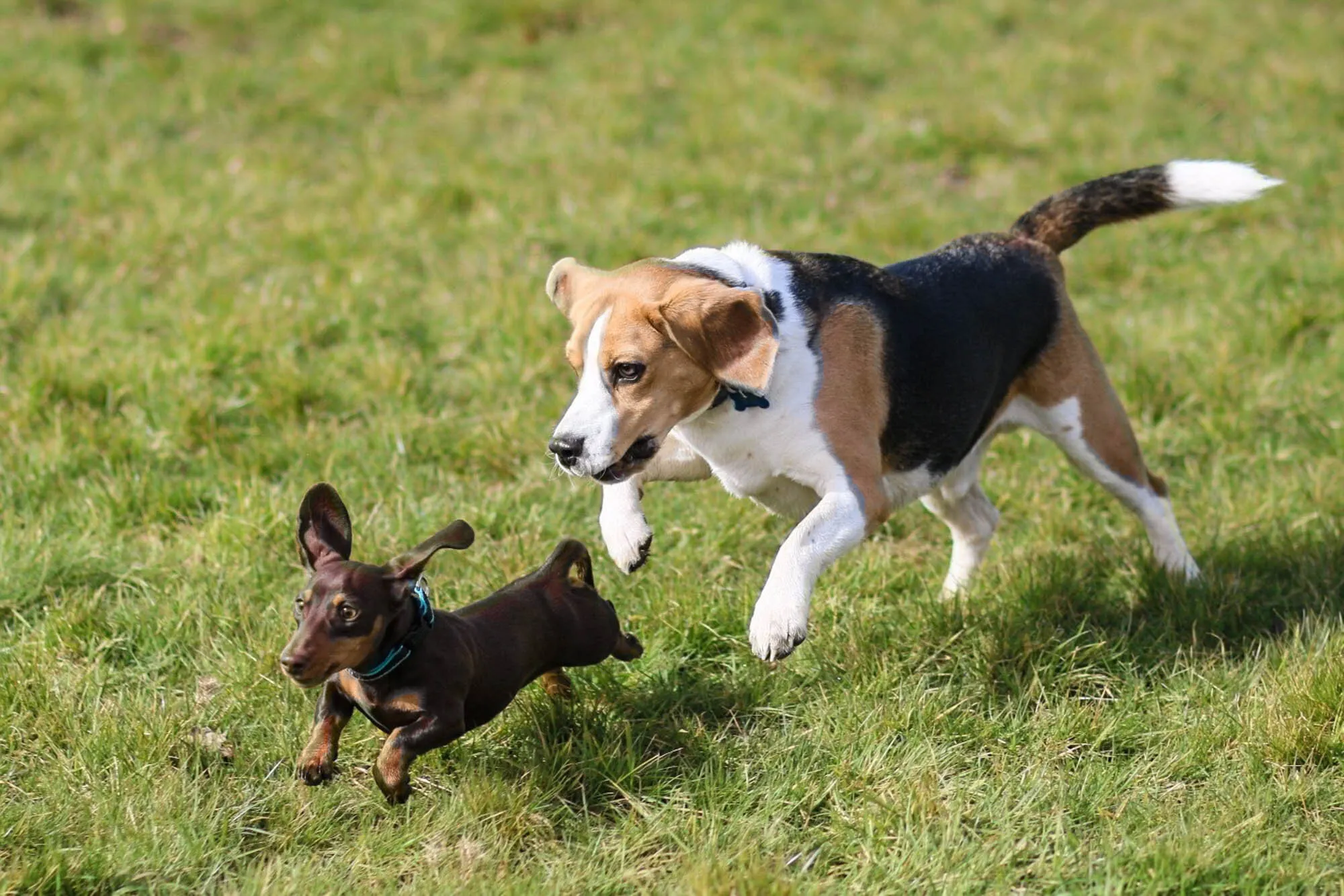 Hound chase