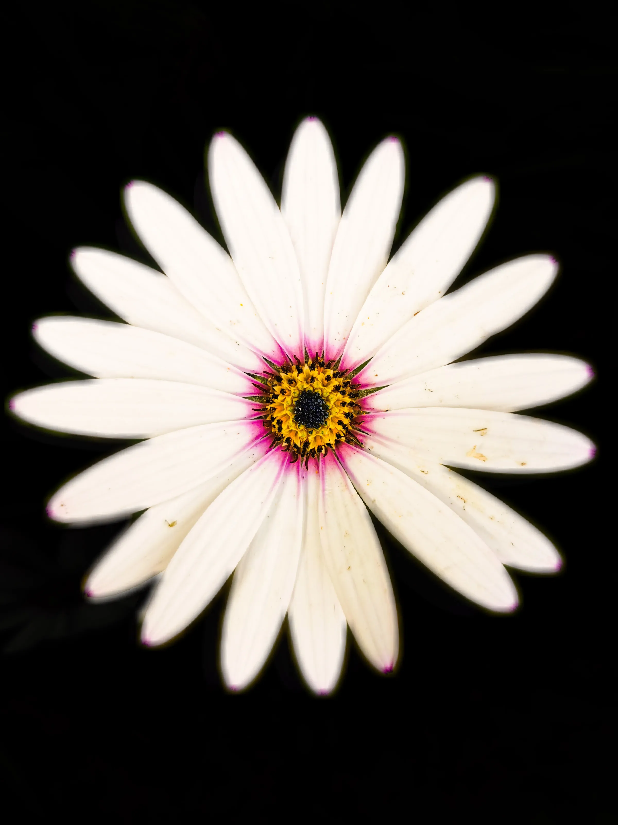 African Daisy full bloom