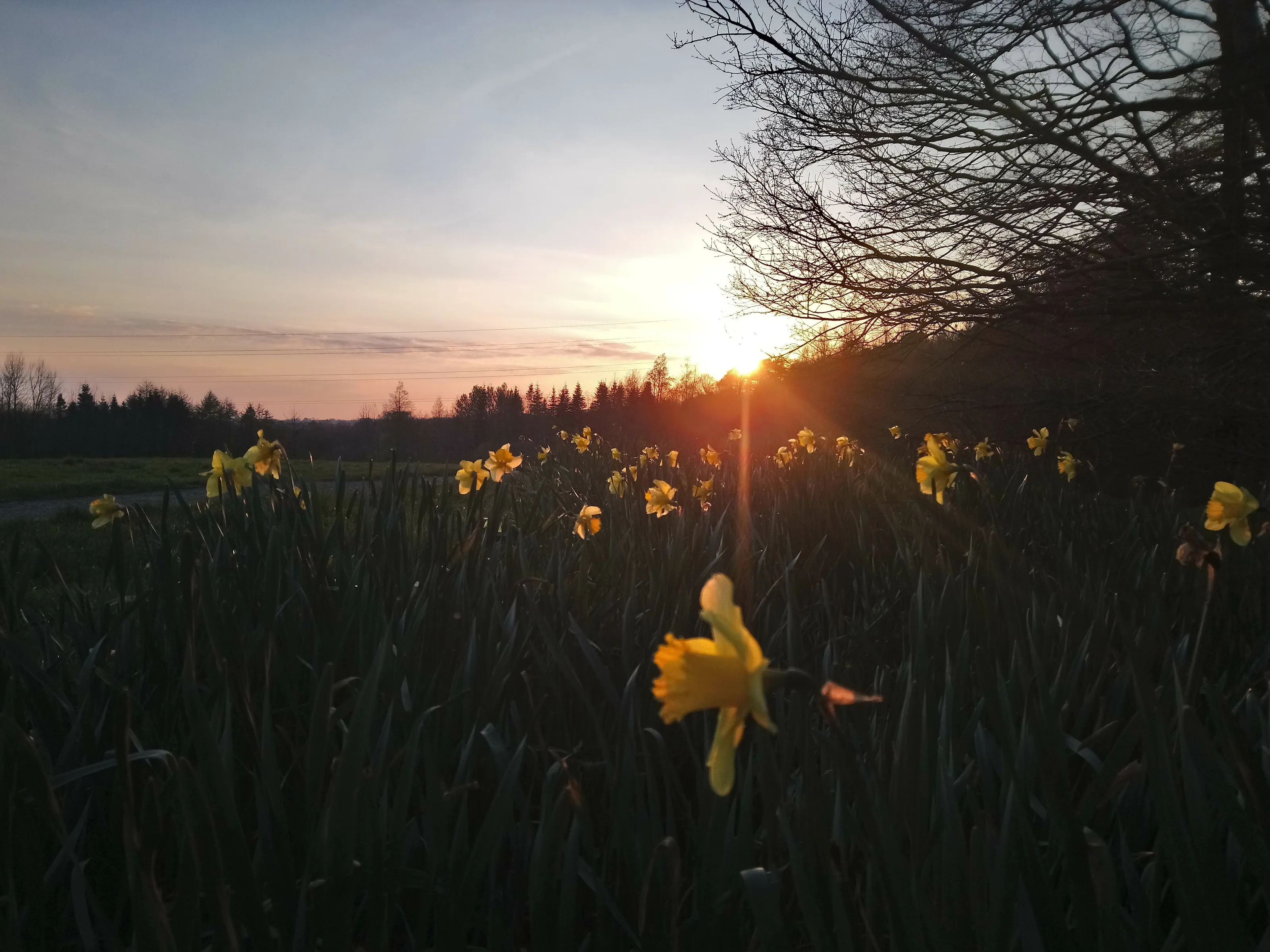 Spring Sunset