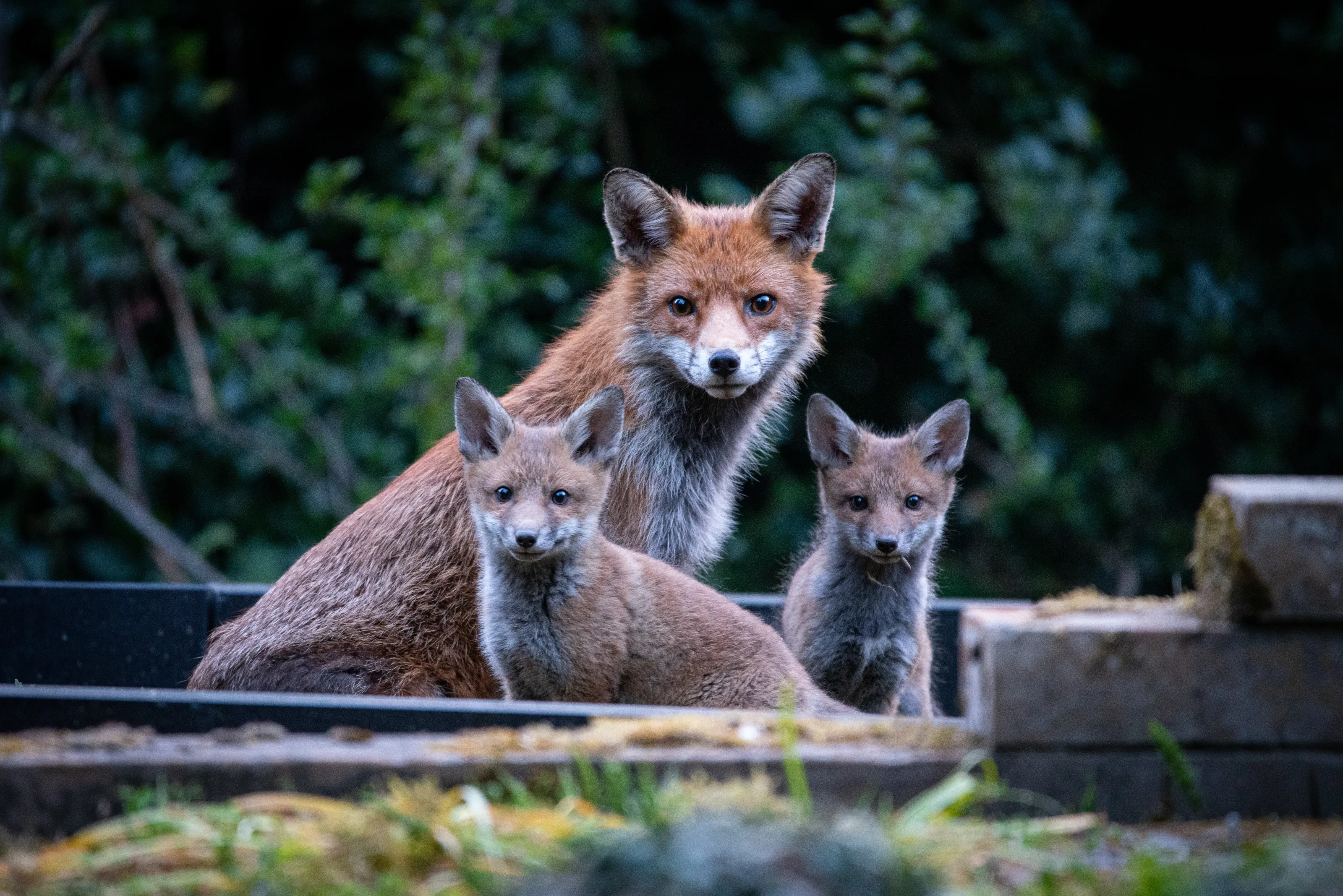 Fox Family