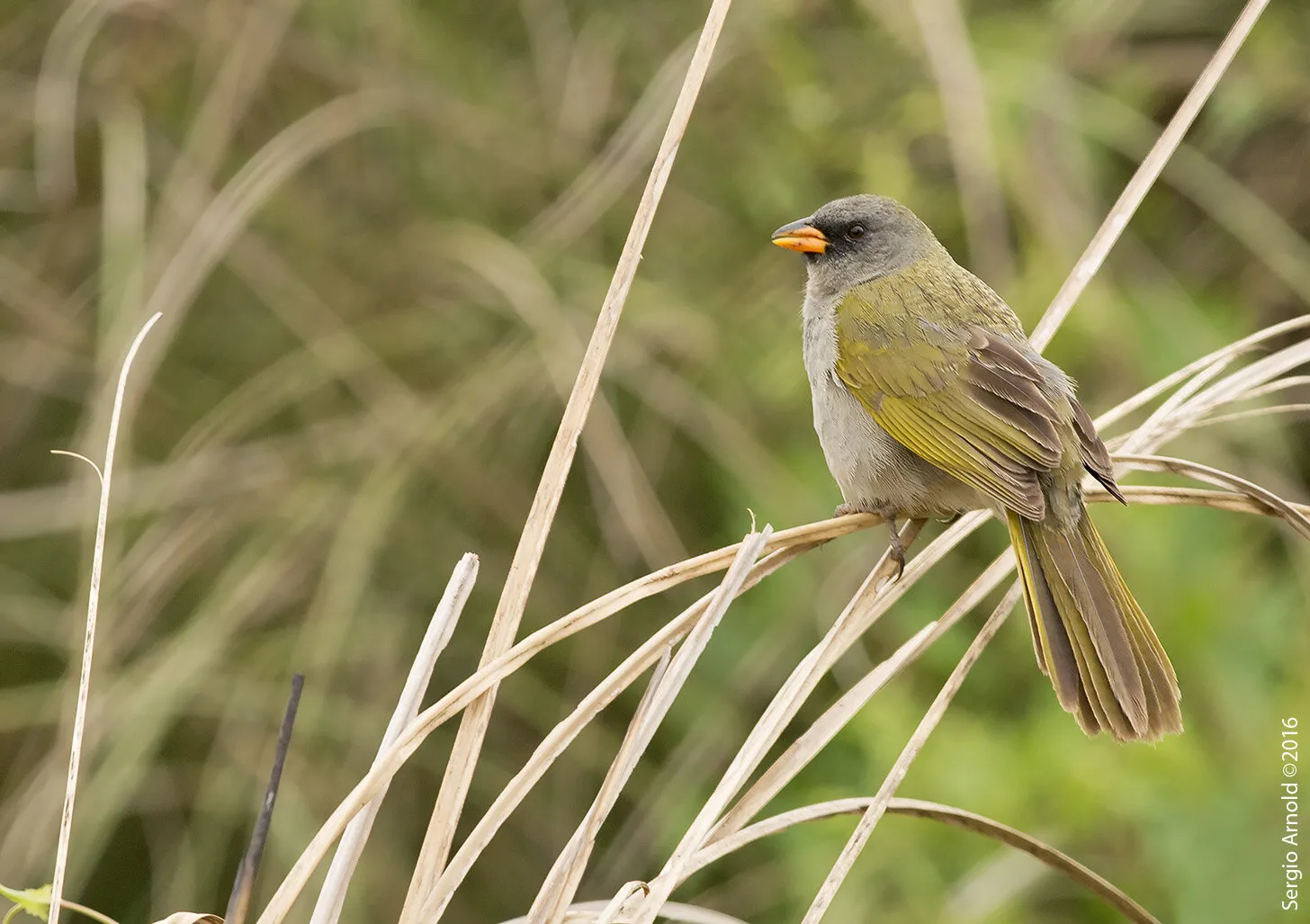 Verdón (Embernagra platensis)
