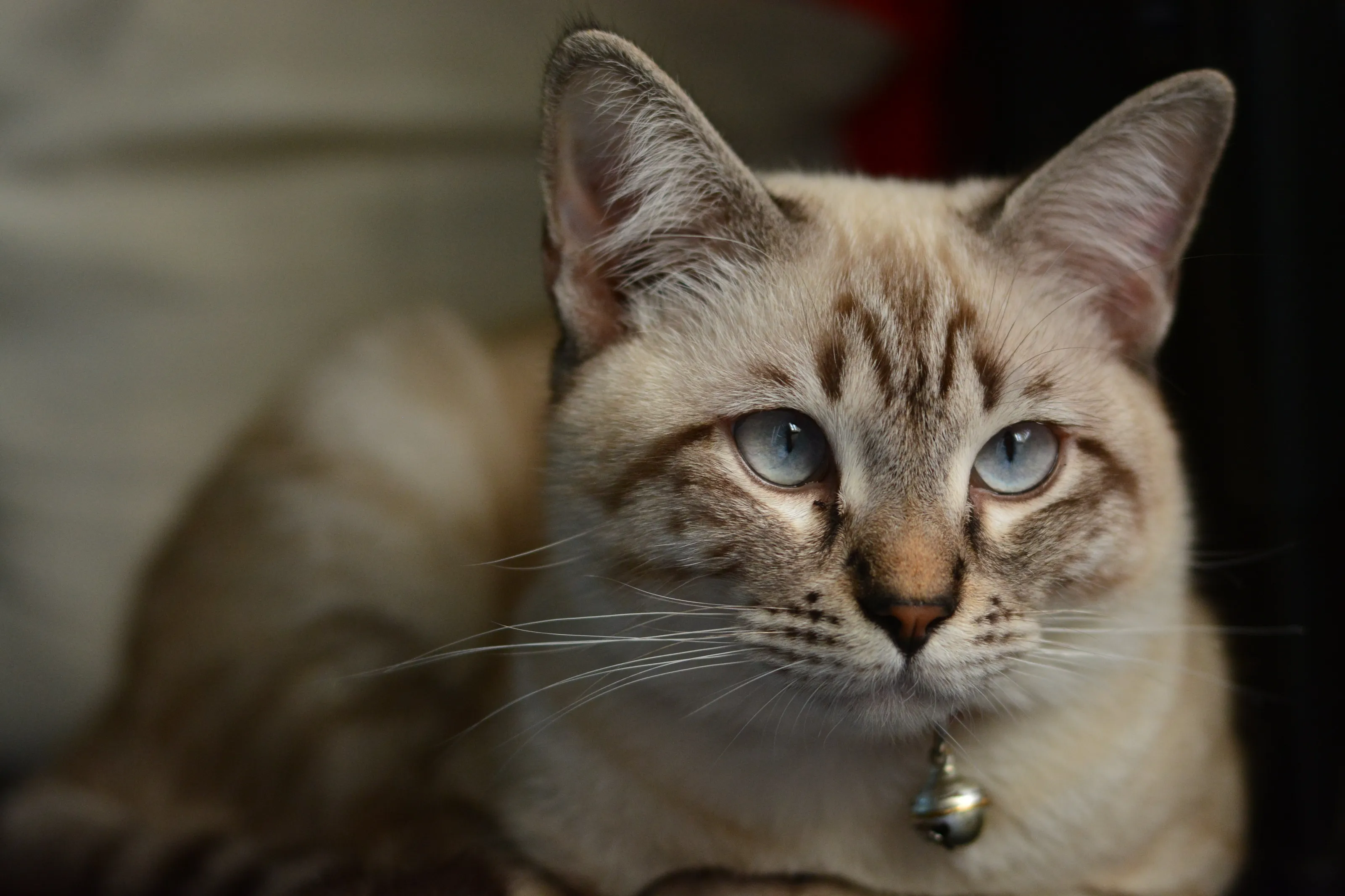 my beloved little tiger