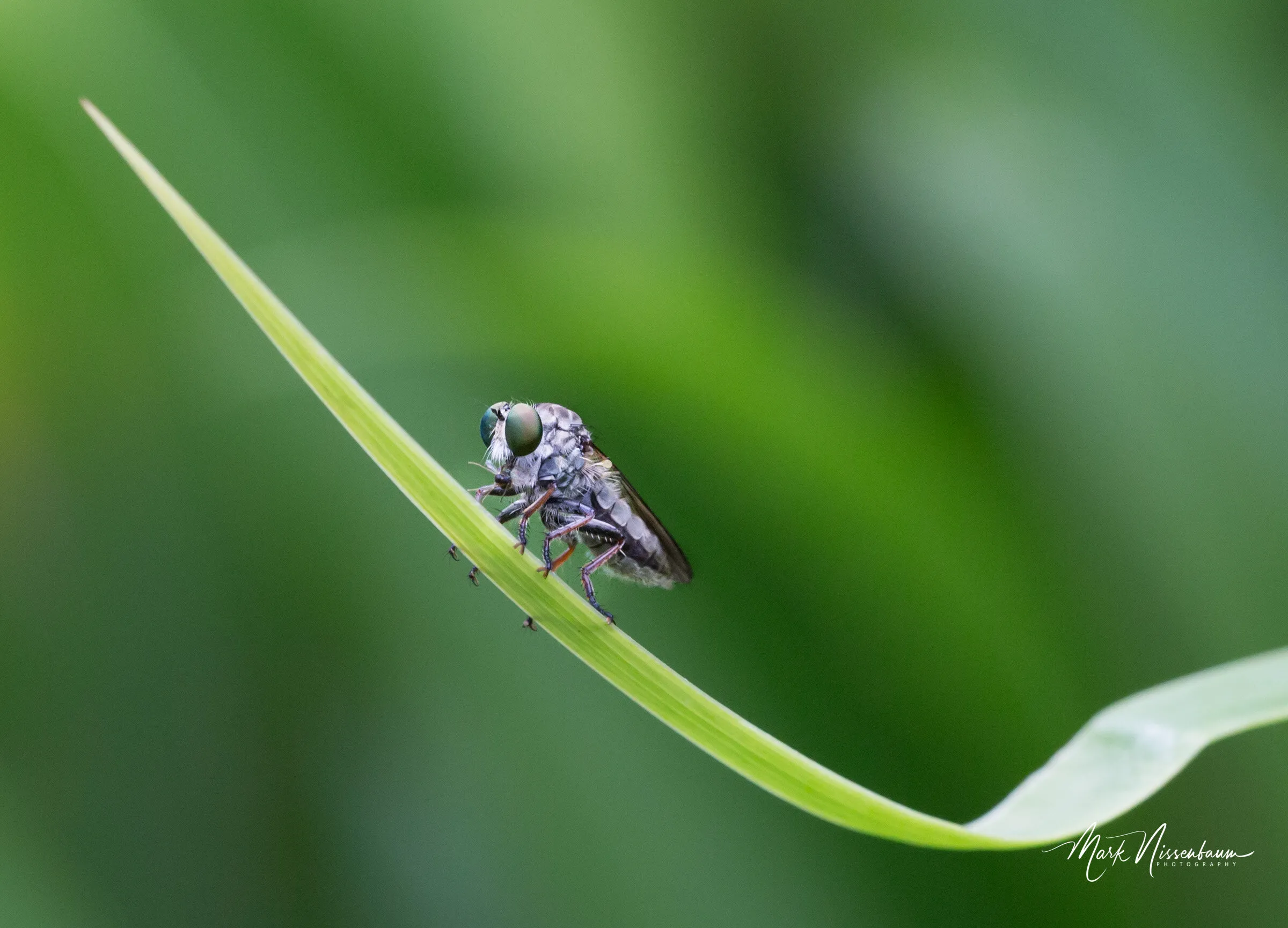 lunch on a leaf