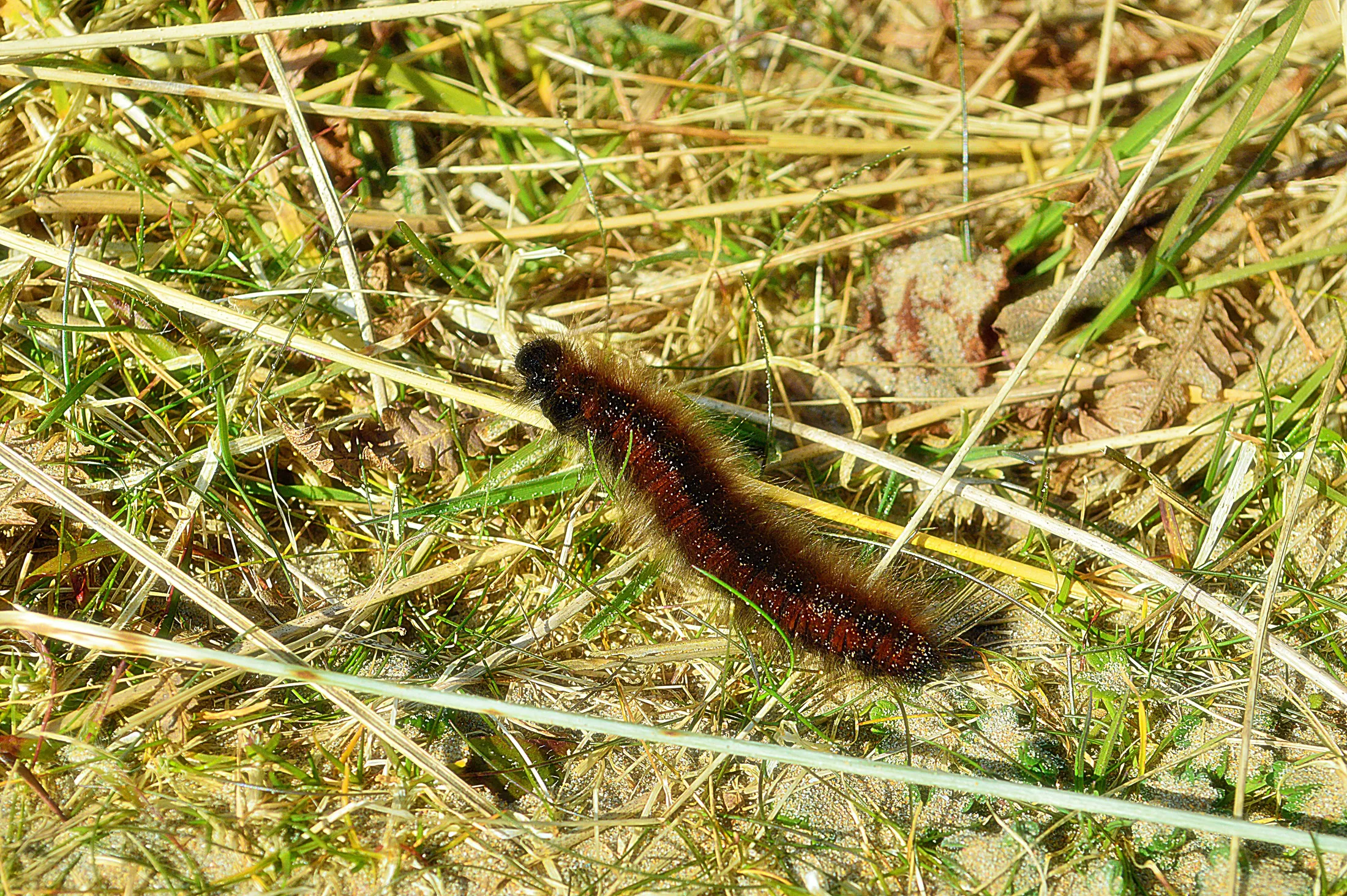 Caterpillar in the dunes ....