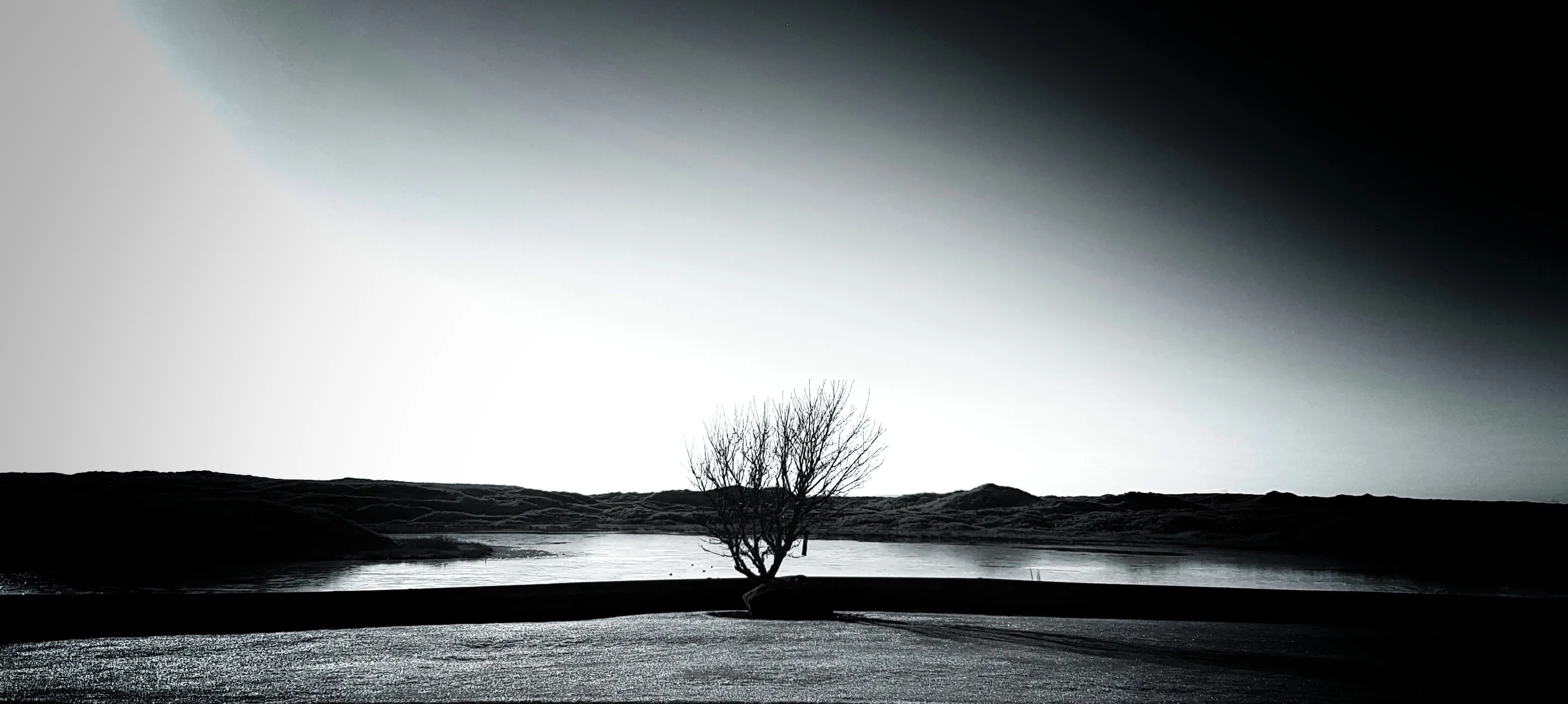 Winter Tree