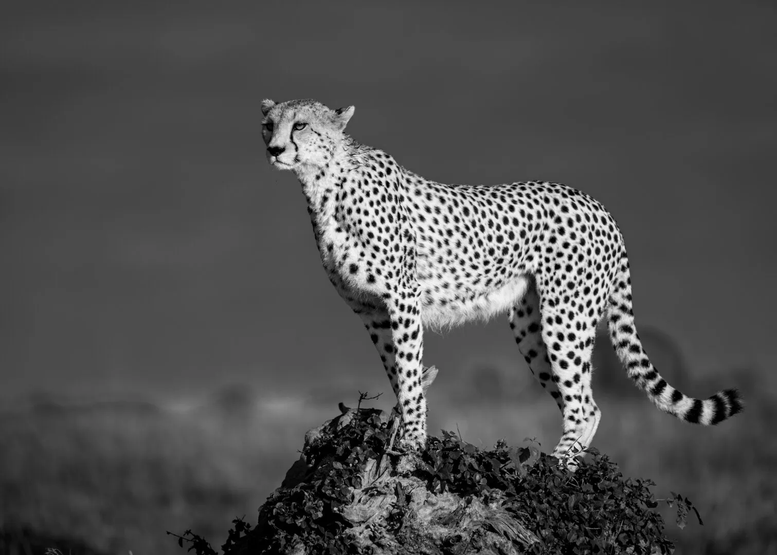 Cheetah on Surveillance