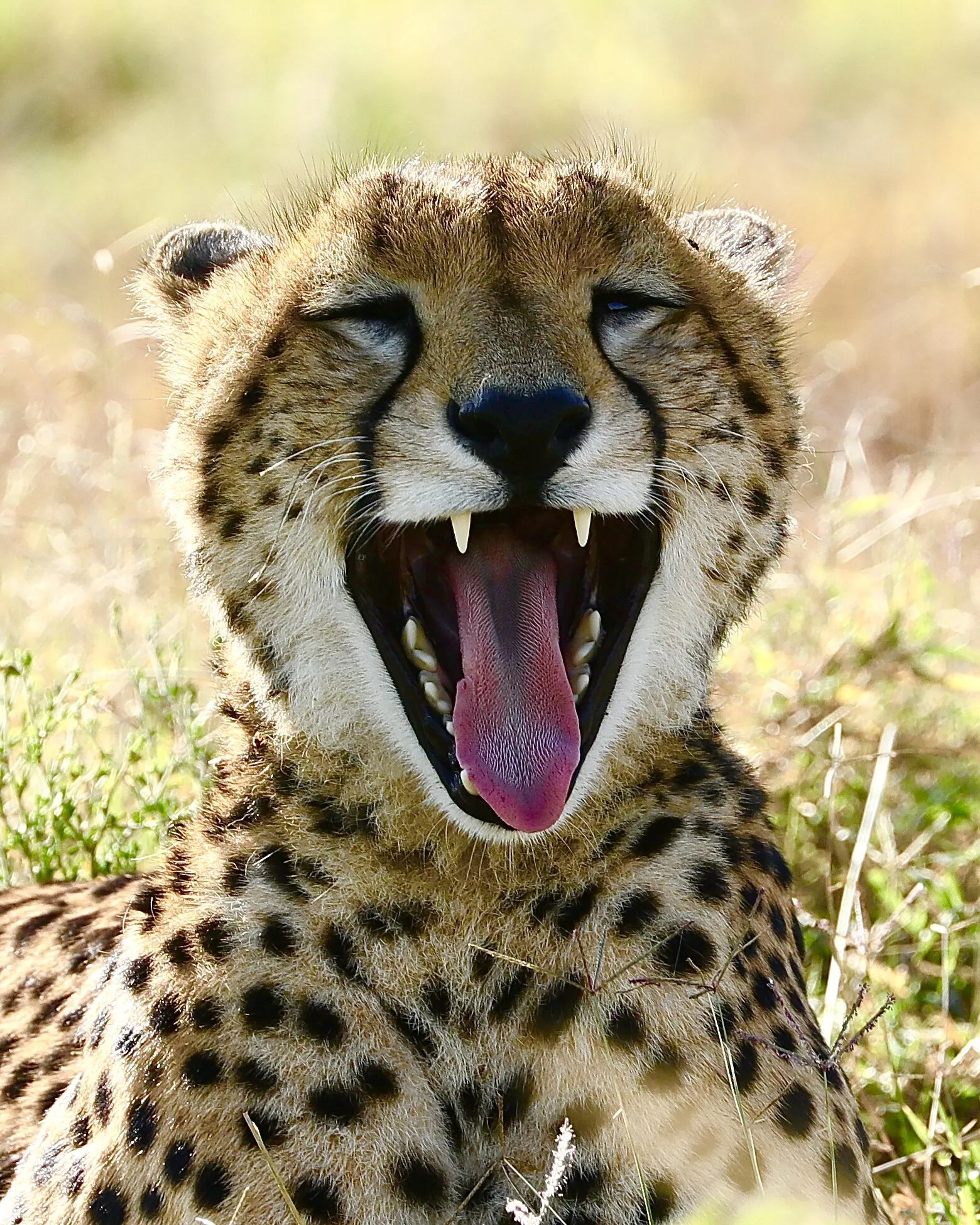 Cheetah Yawning