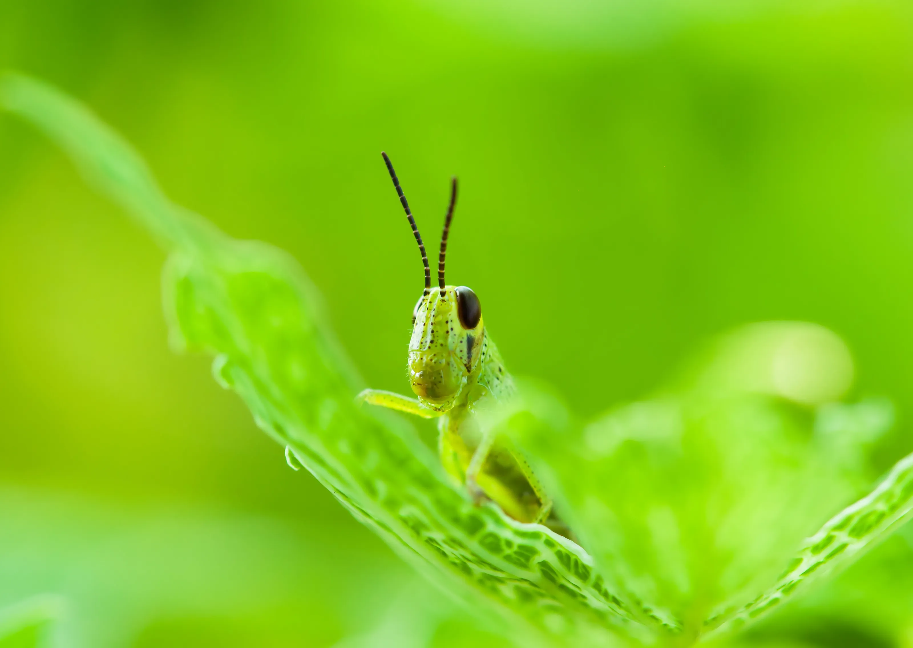 Grasshopper
