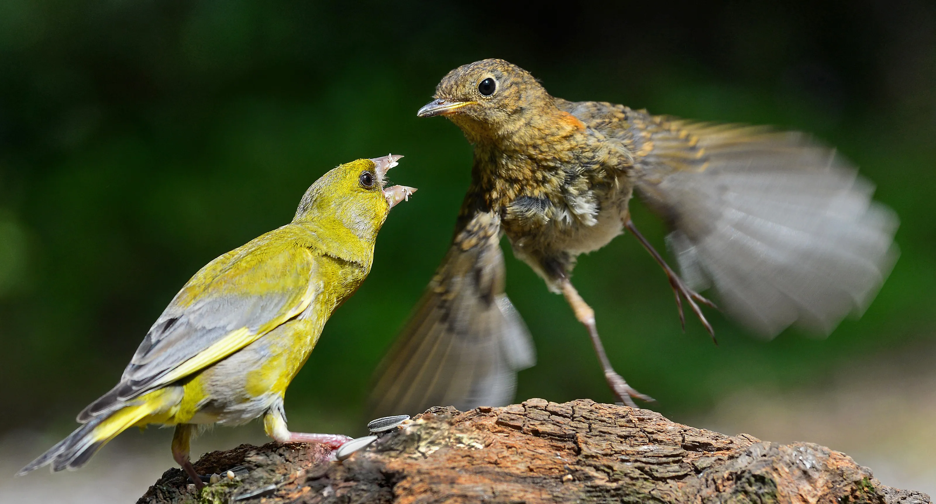 Fight