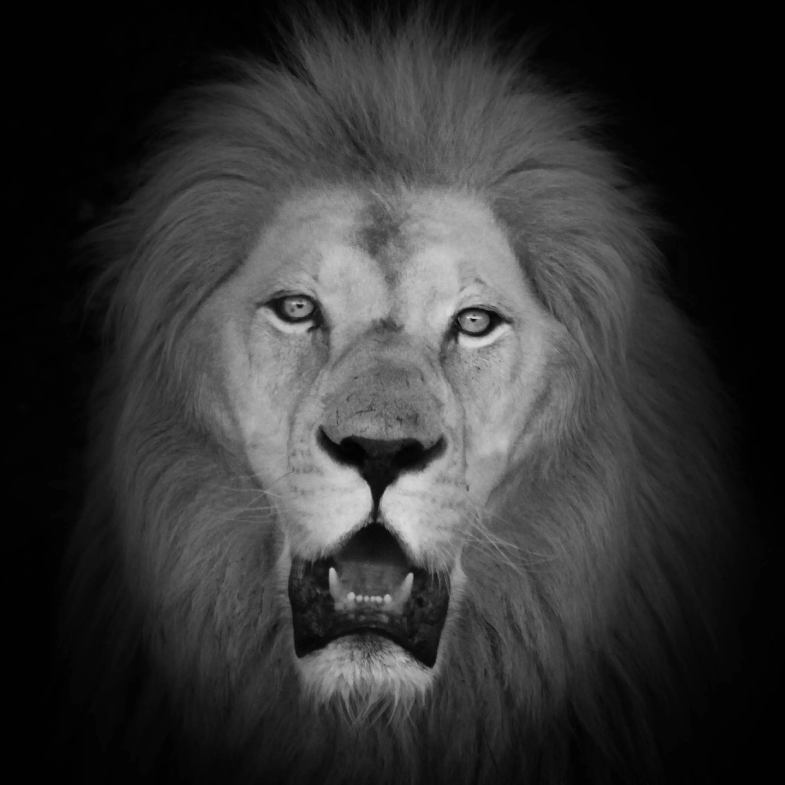 Fearless