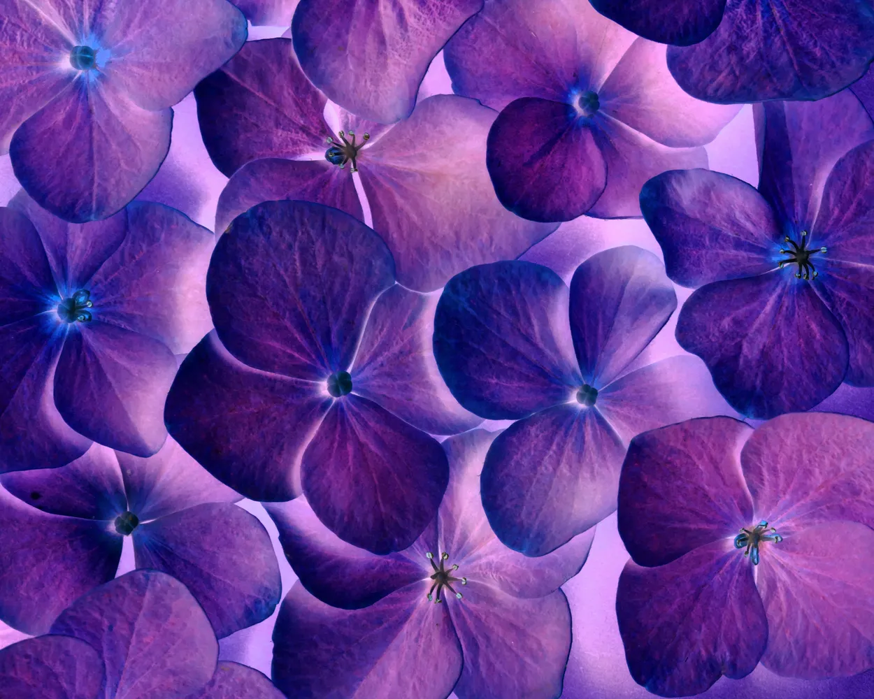 Entry 26419069