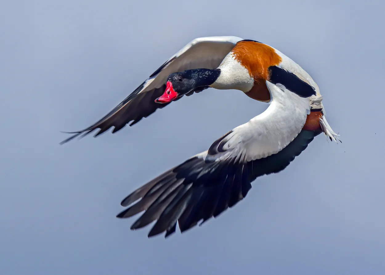 Entry 8112820