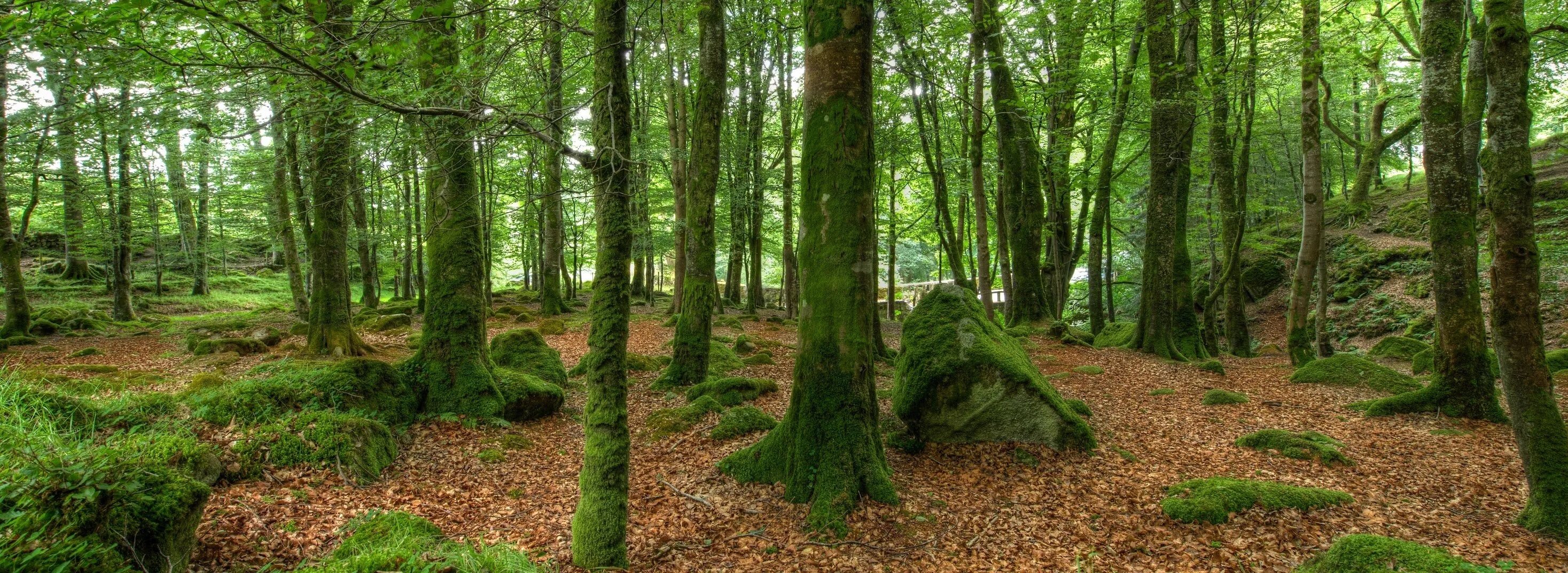 Down in the Woods