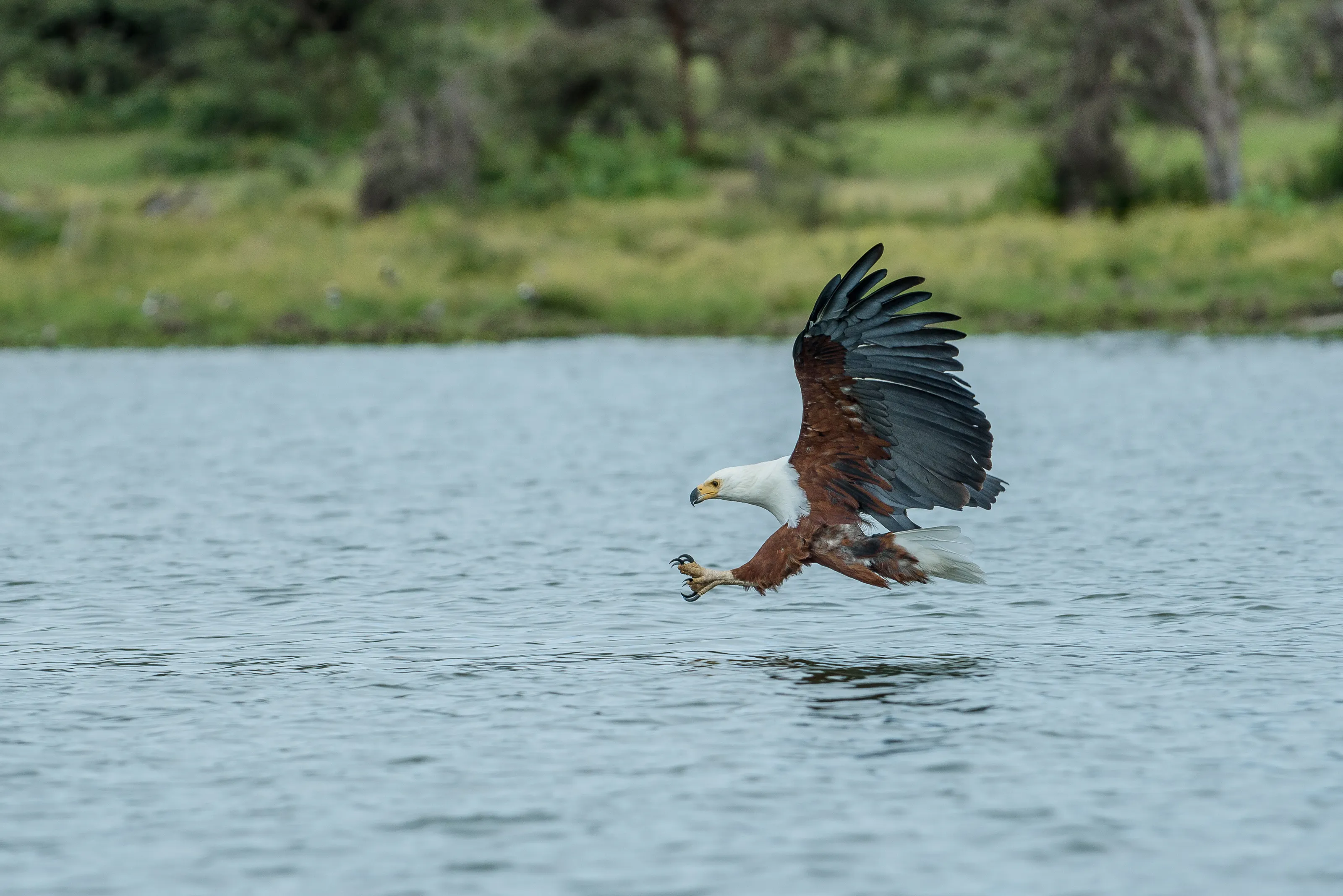 Great Hunter
