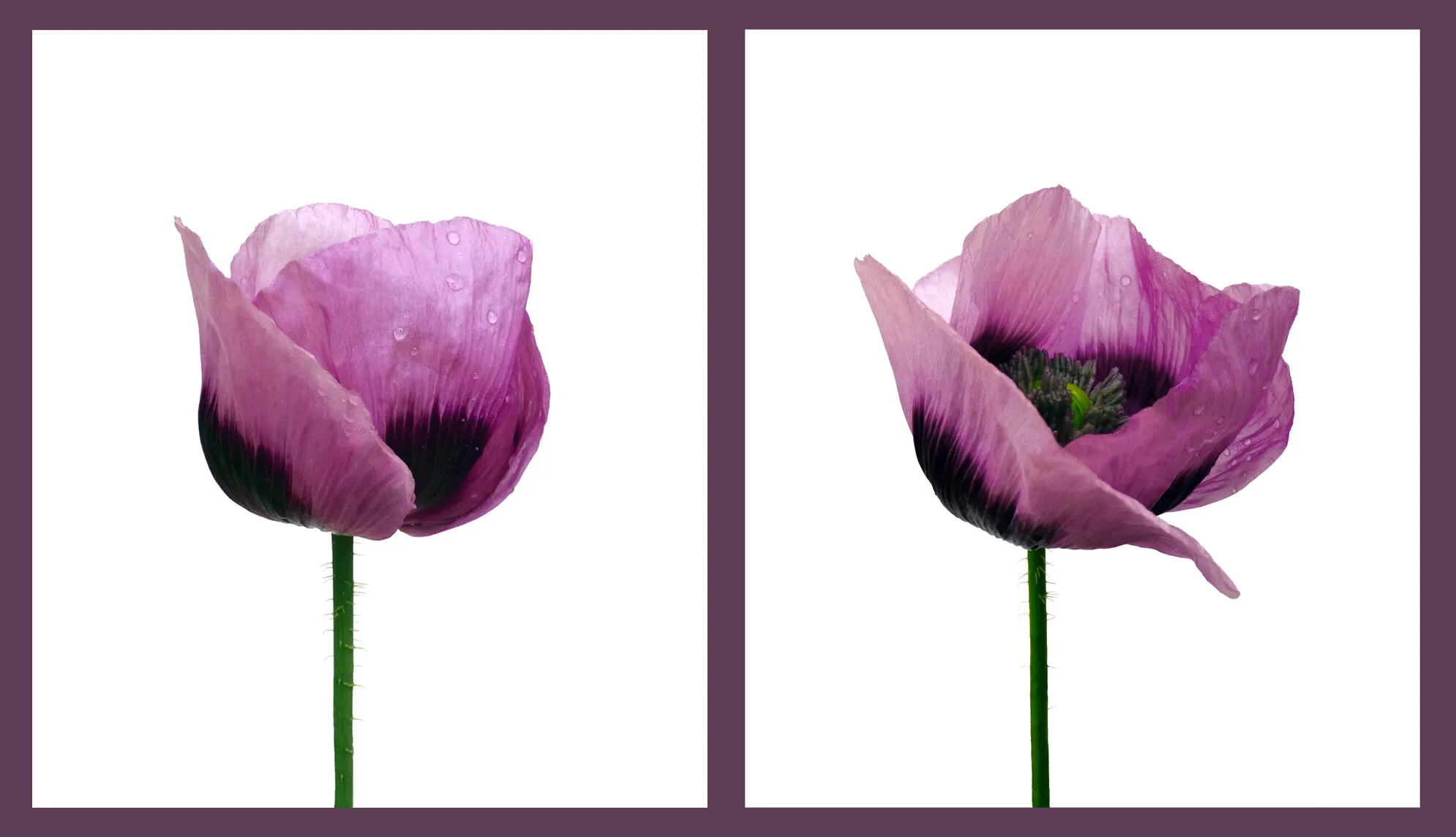 Entry 373126