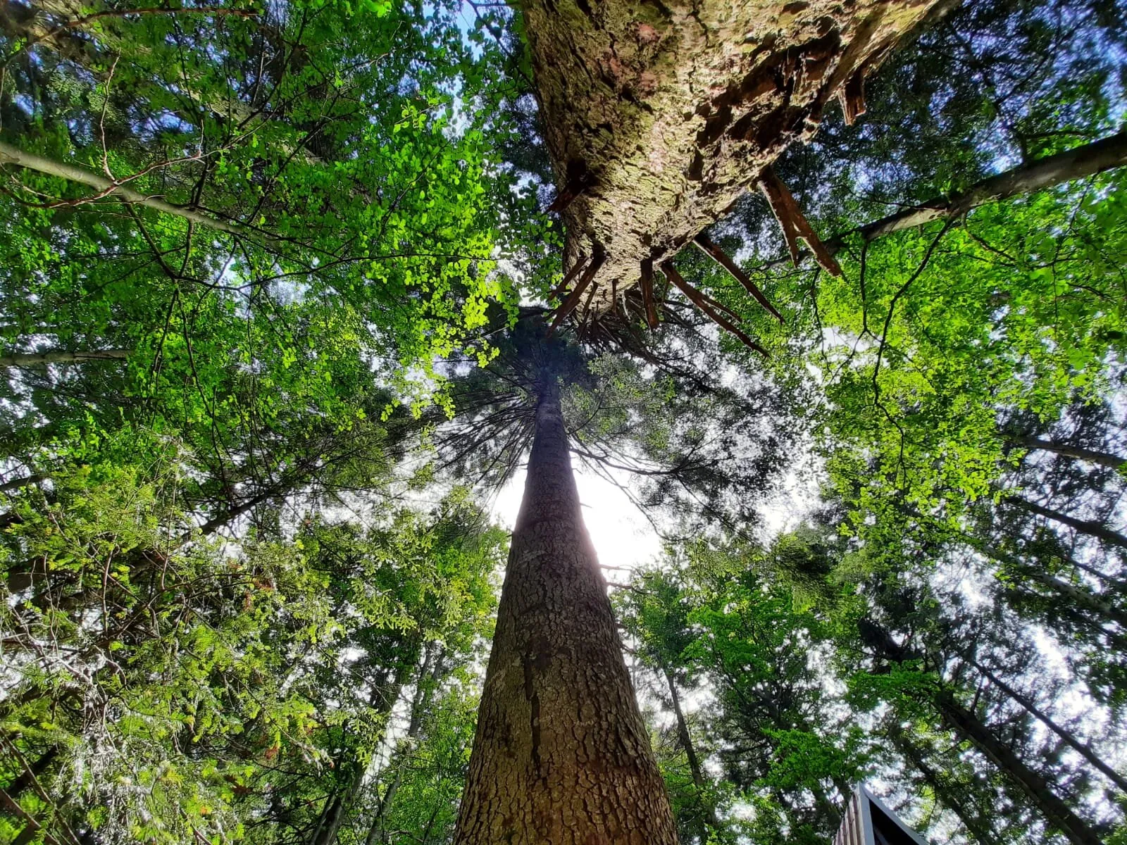 Reaching the top