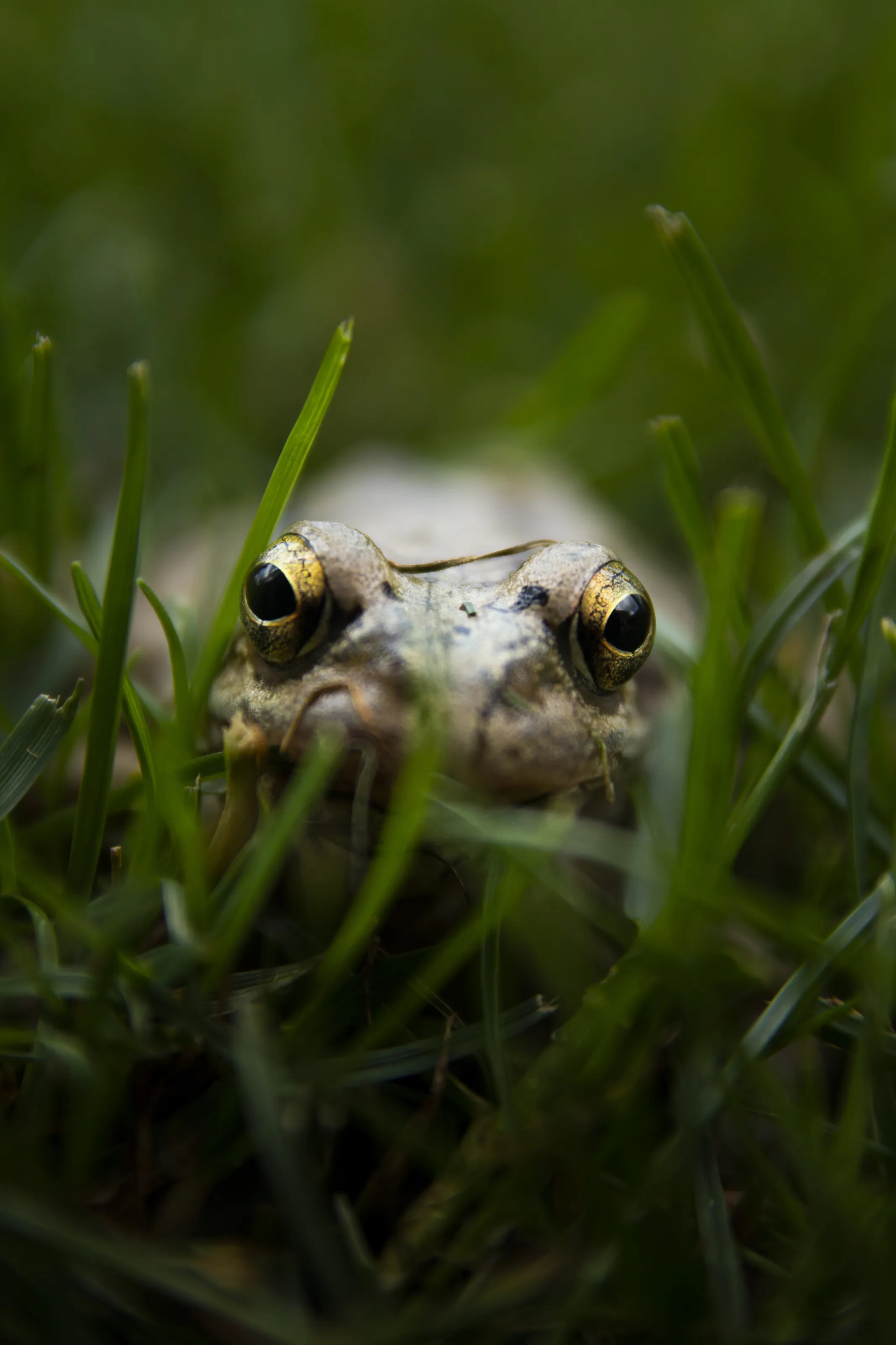 Small frog in the dew