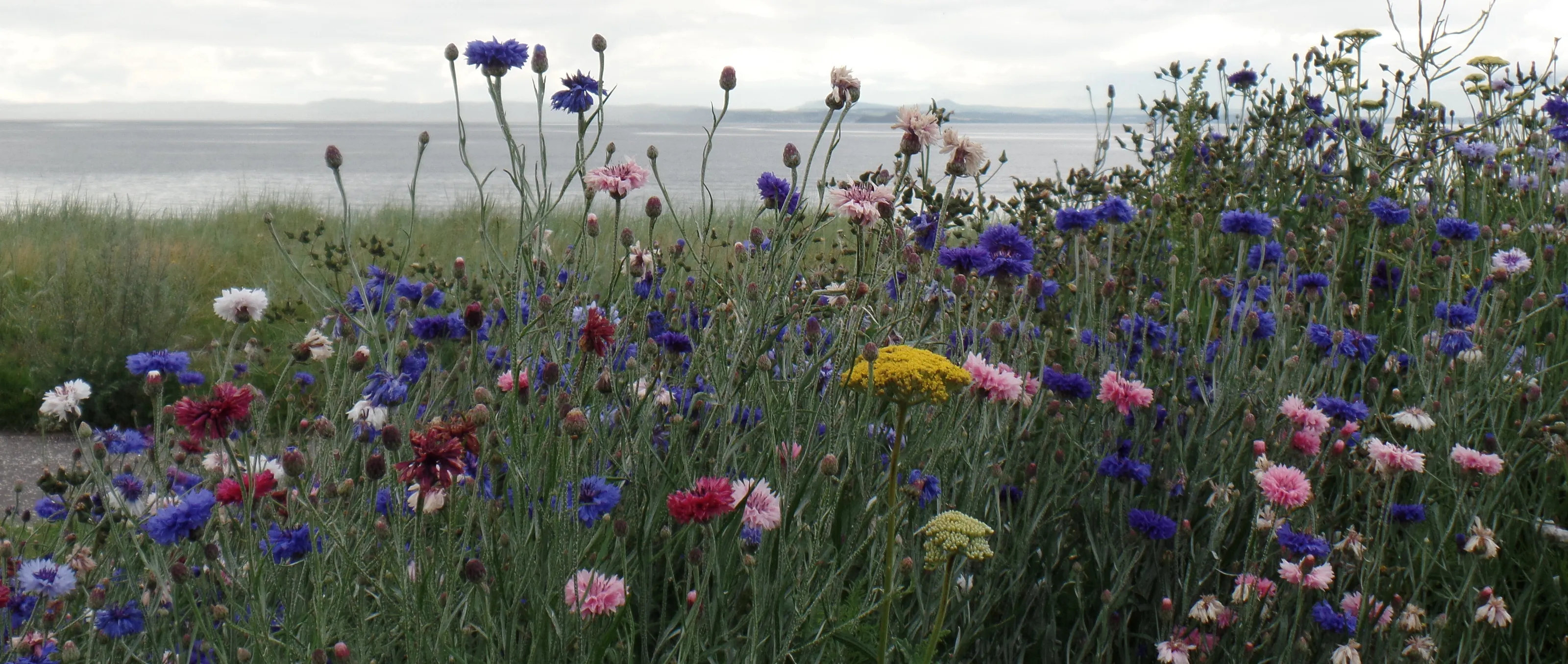 Flower by the beach