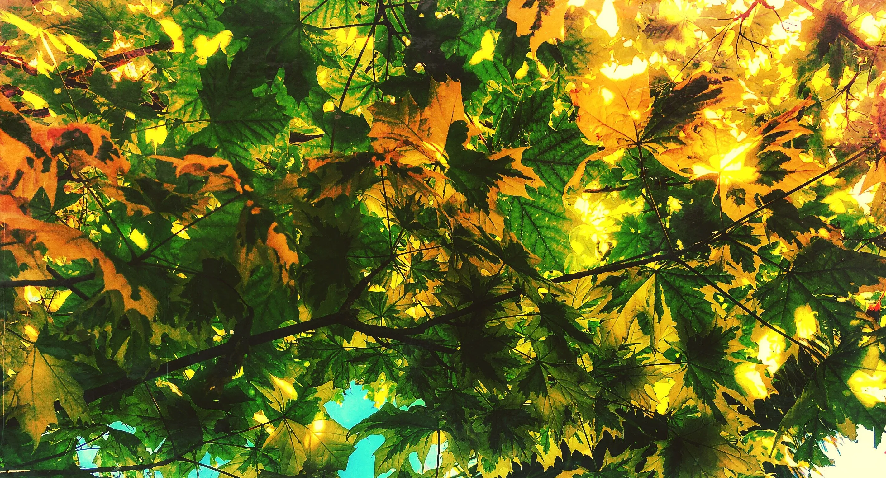LEAVES