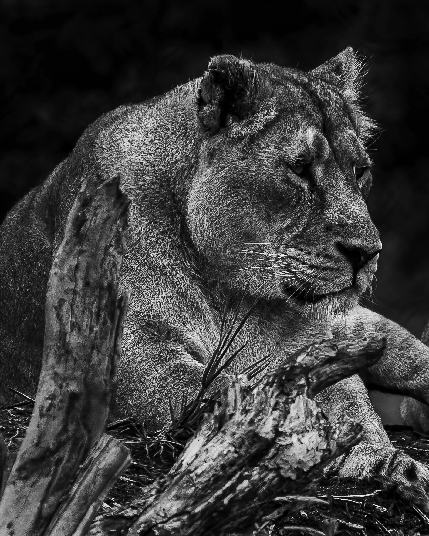 Black and White lion