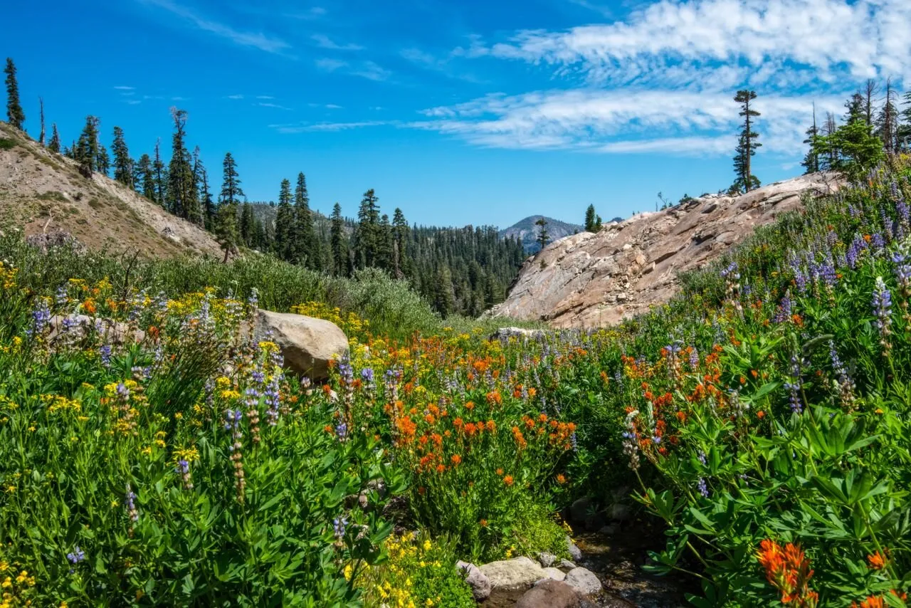 Wildflowers