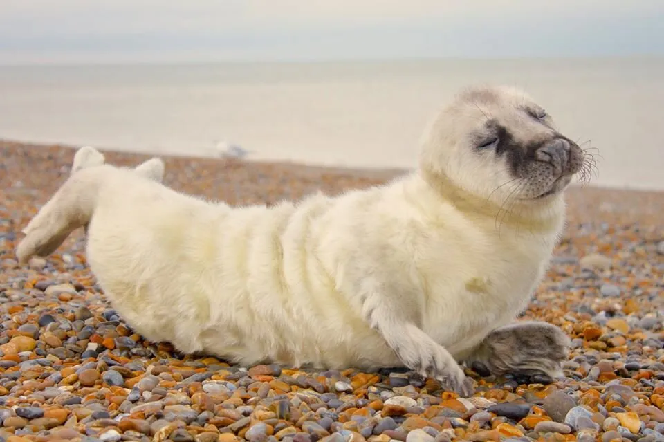 Seal Pup