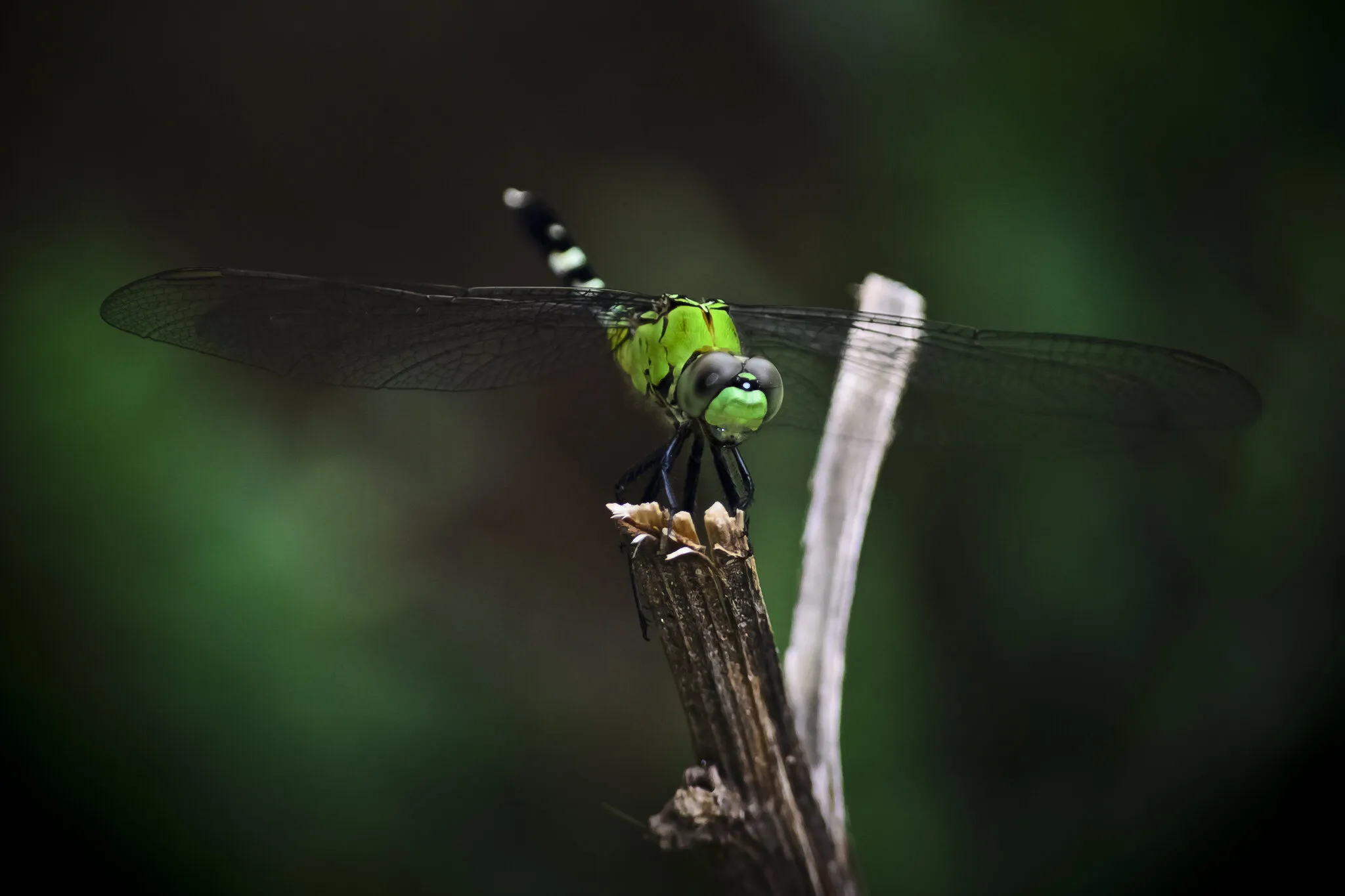 Dragonfly
