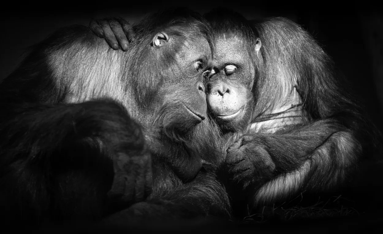 Entry 12516543