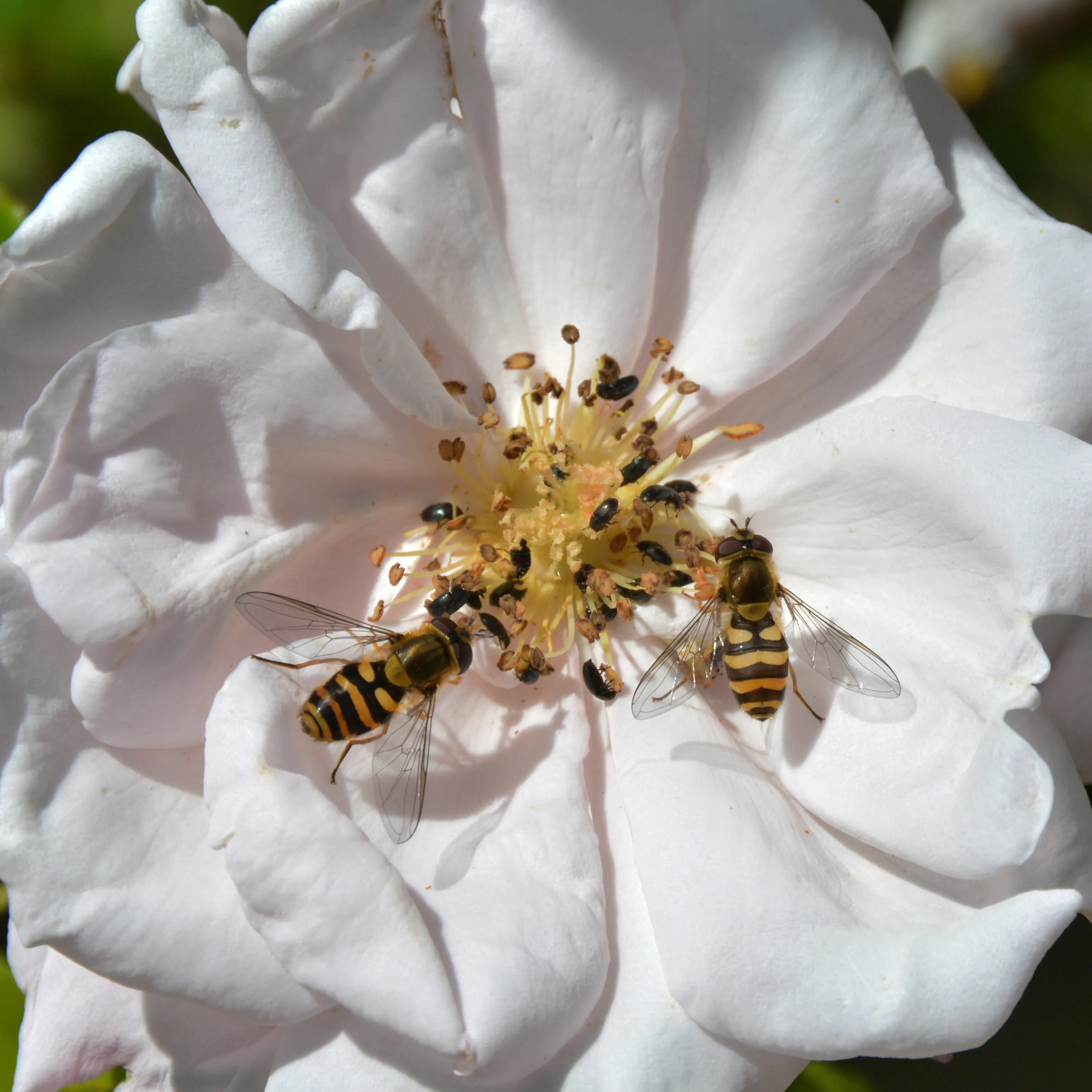 More than on Insect