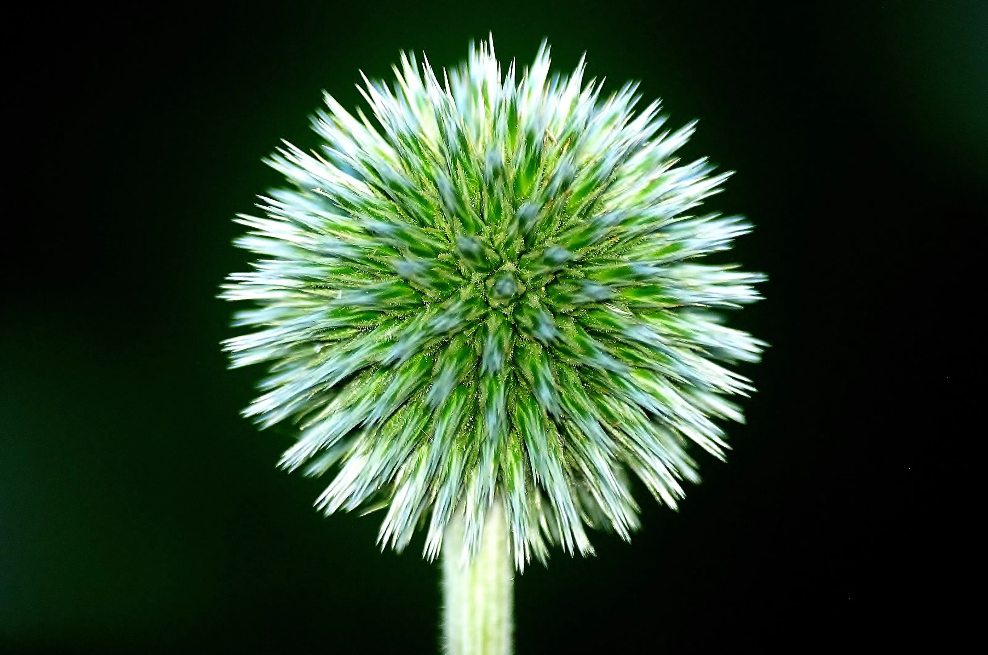 Globe Thistle