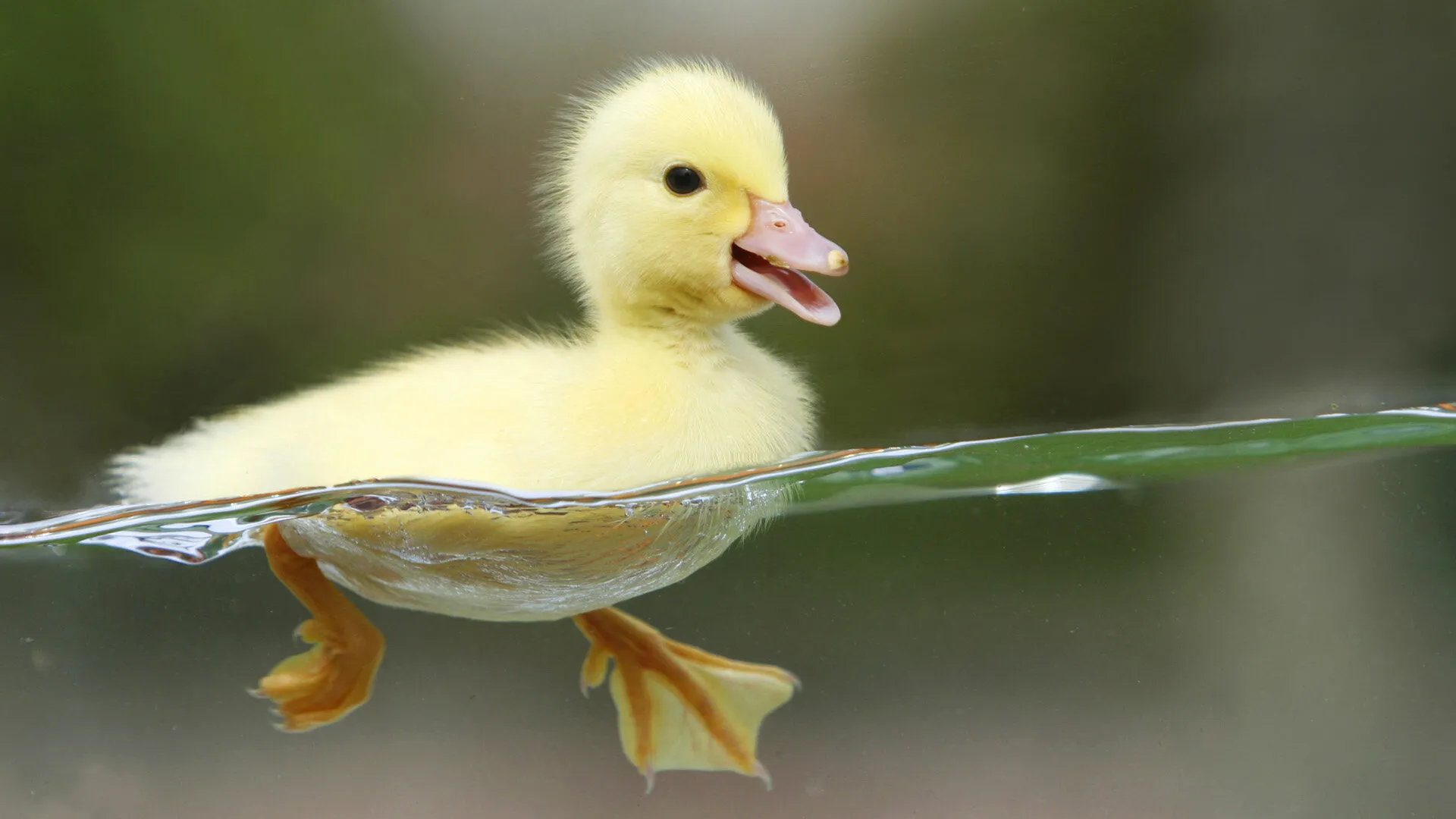 As babies are always known to be cute :)