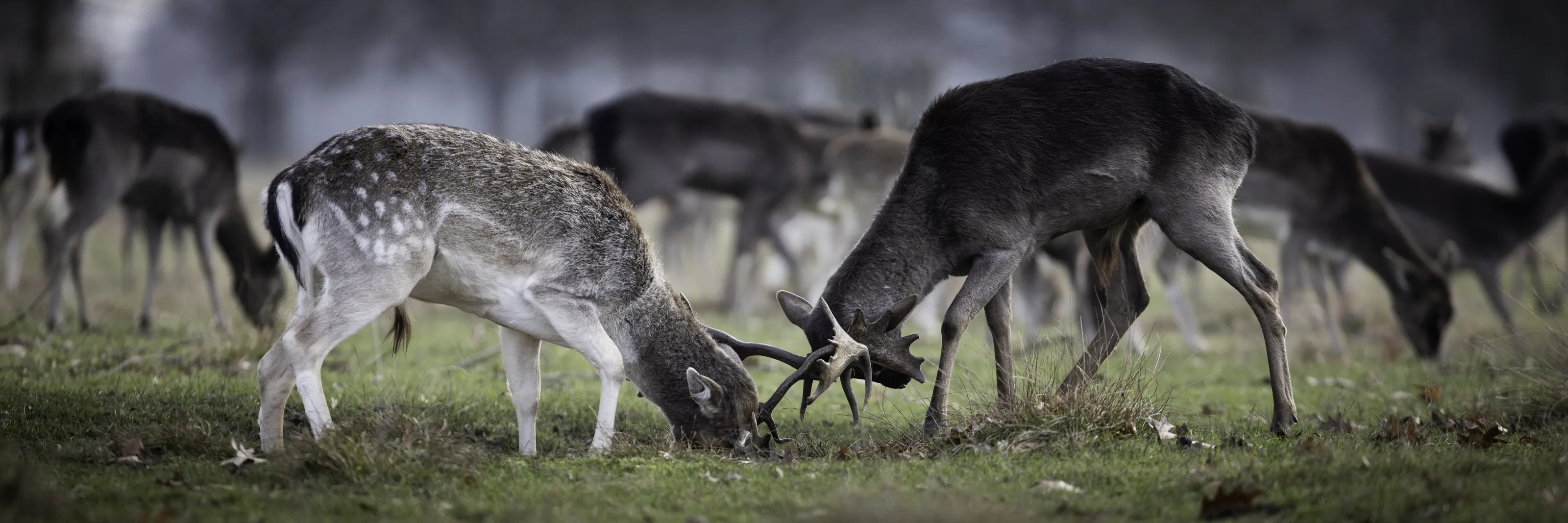 Fallow Deer 2