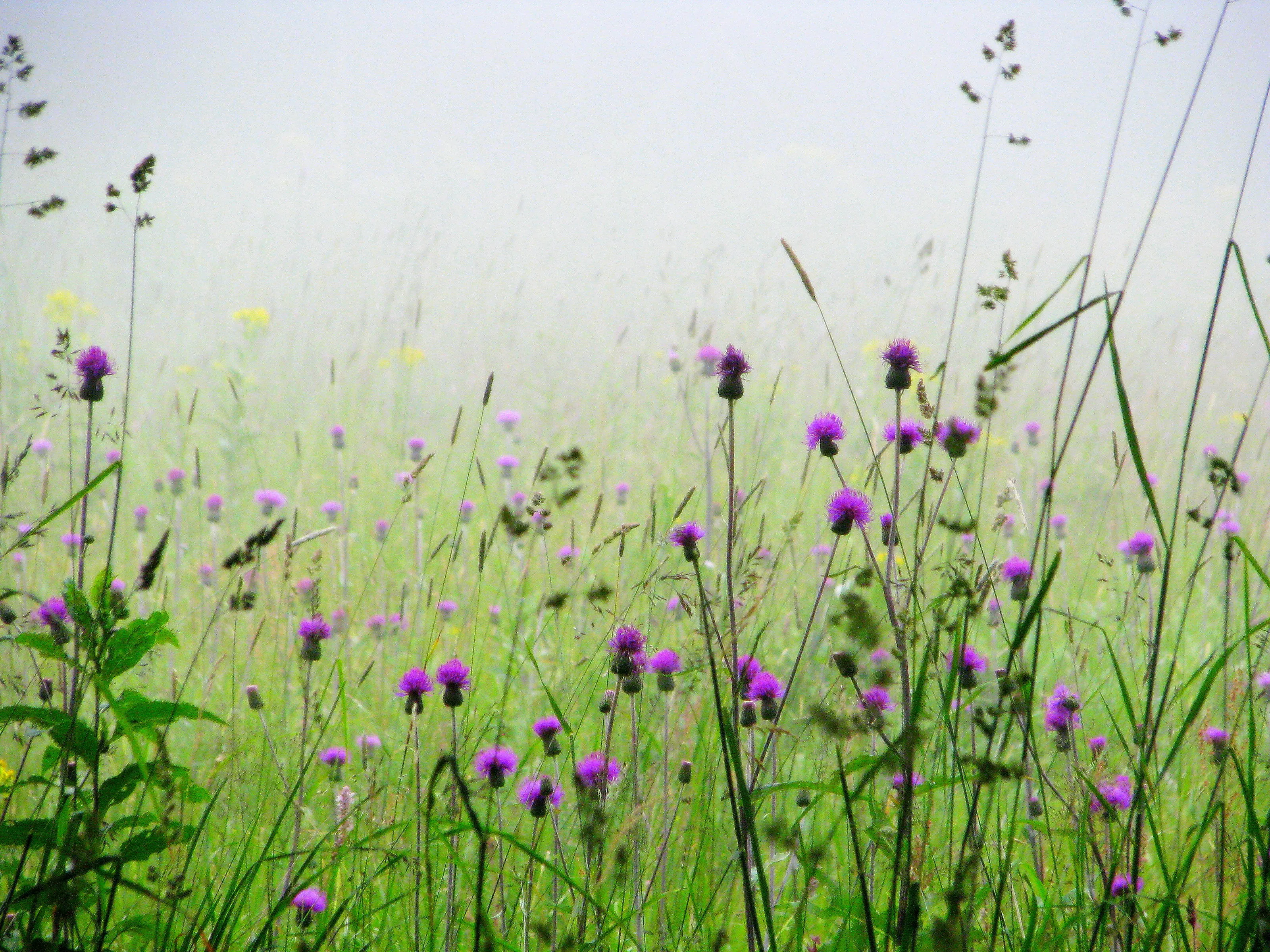 Meadow