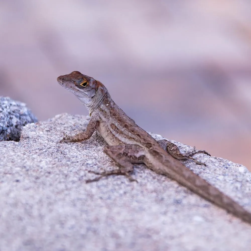 Molle the Anole