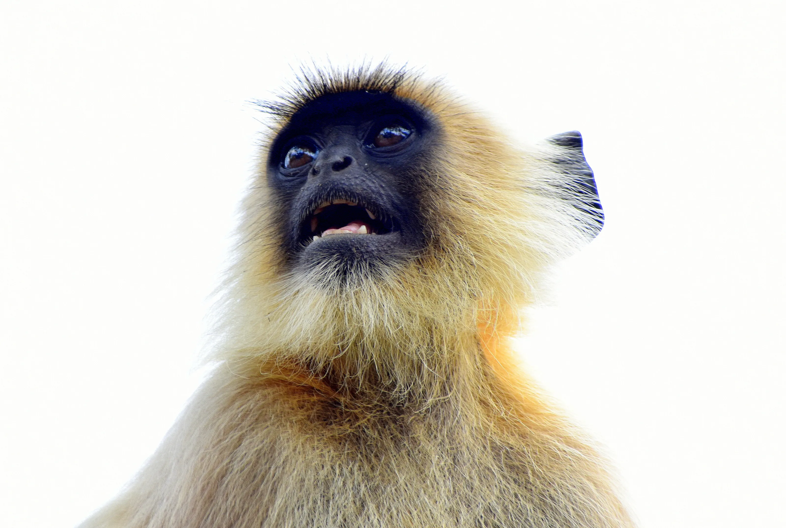 Common Langur in India